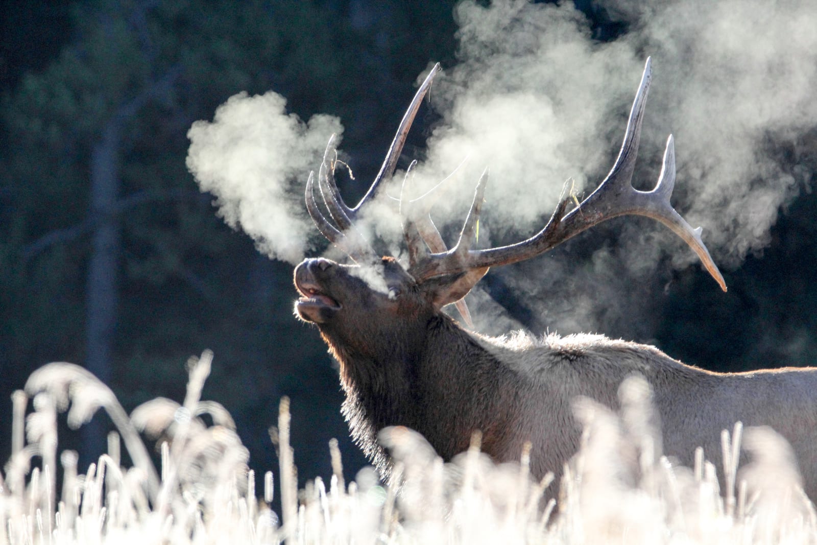 Bull elk bugling