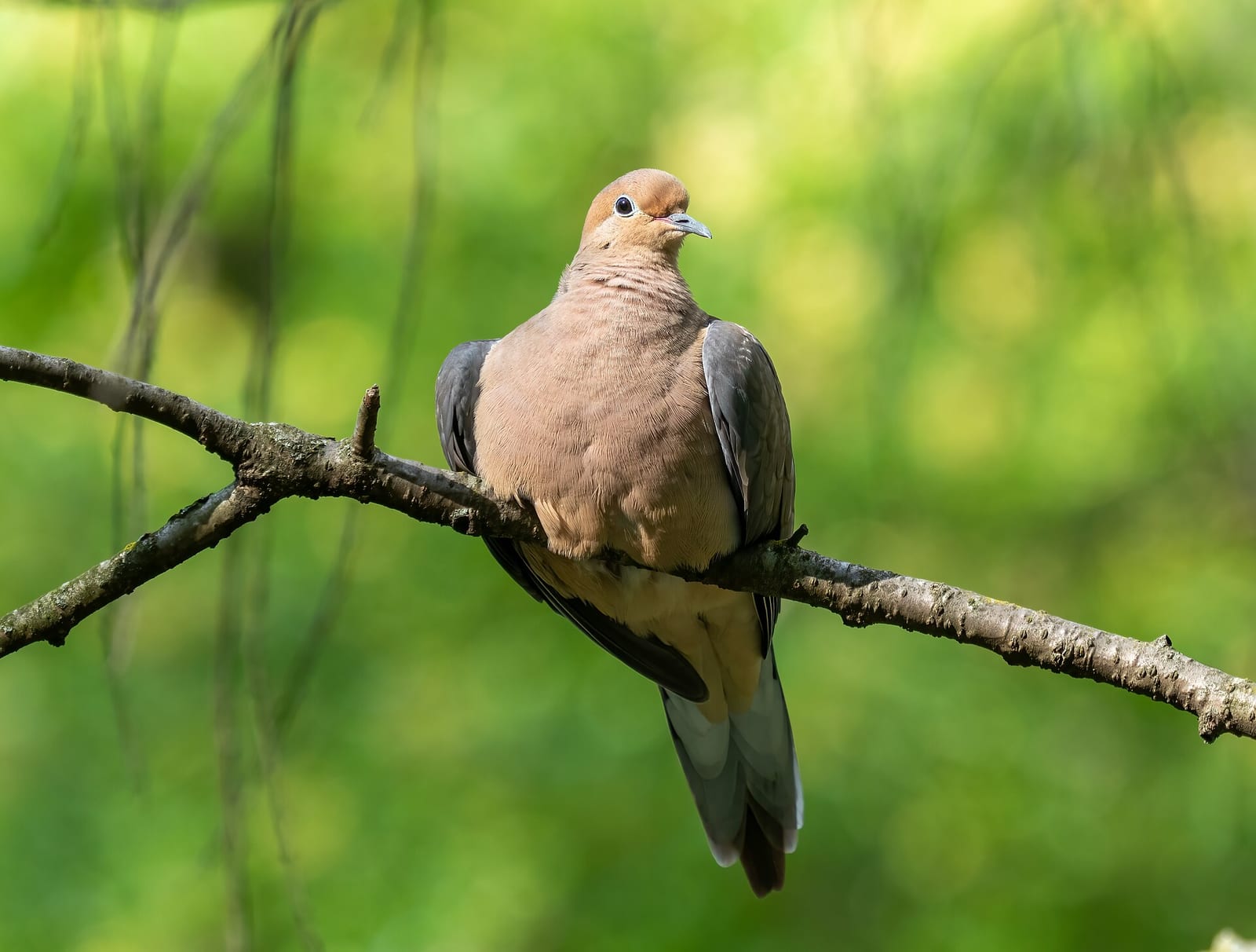 Mourning dove
