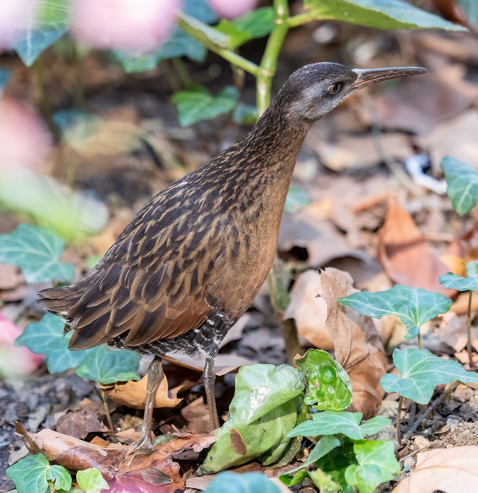 Rail (Virginia rail & sora)