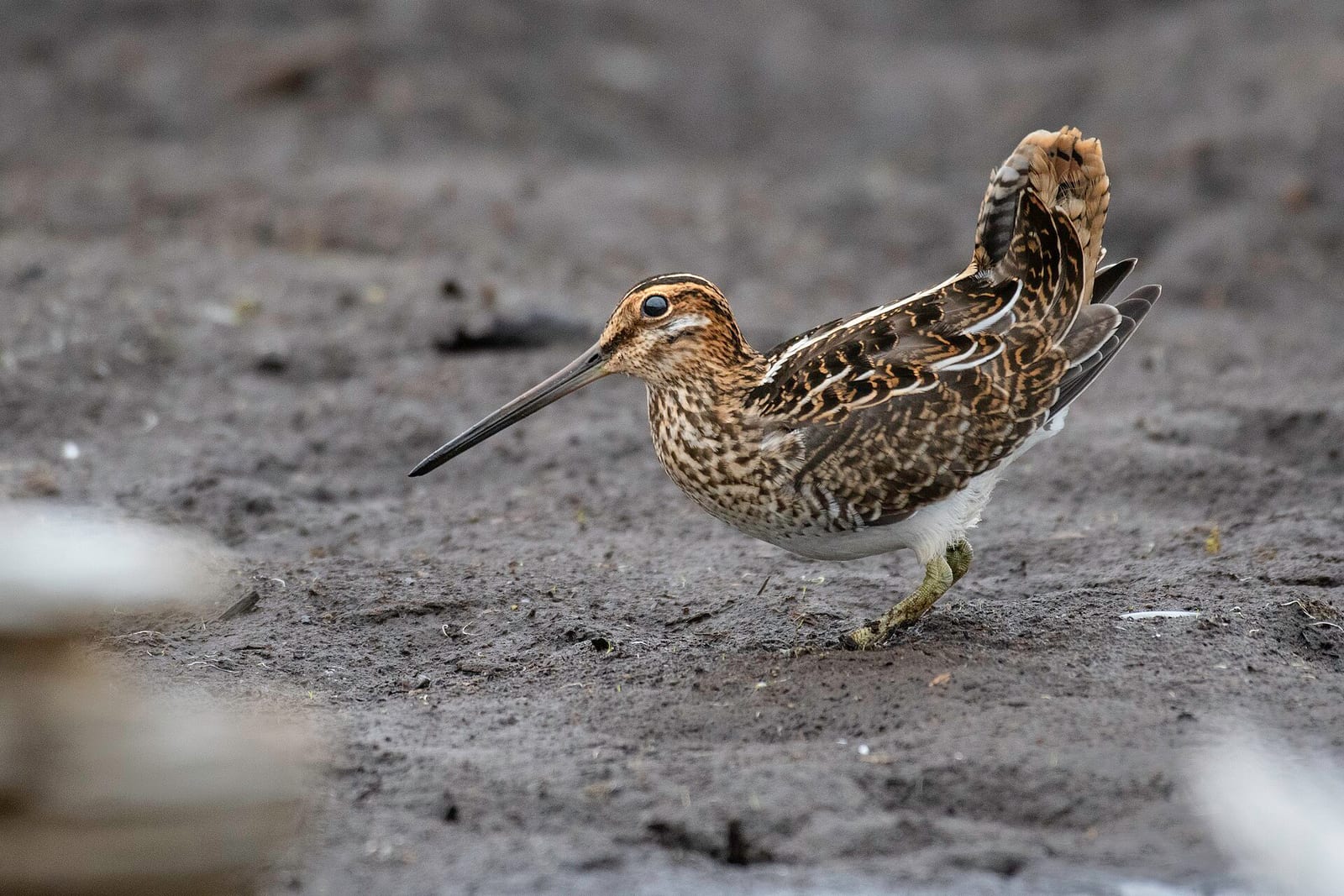 Wilson's / common snipe