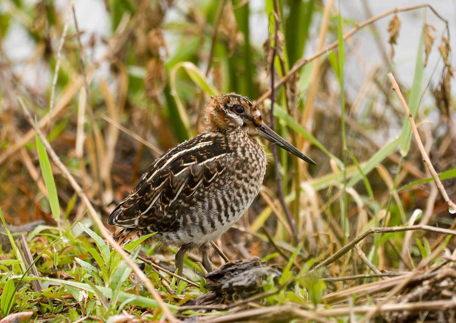 Wilson's / common snipe habitat