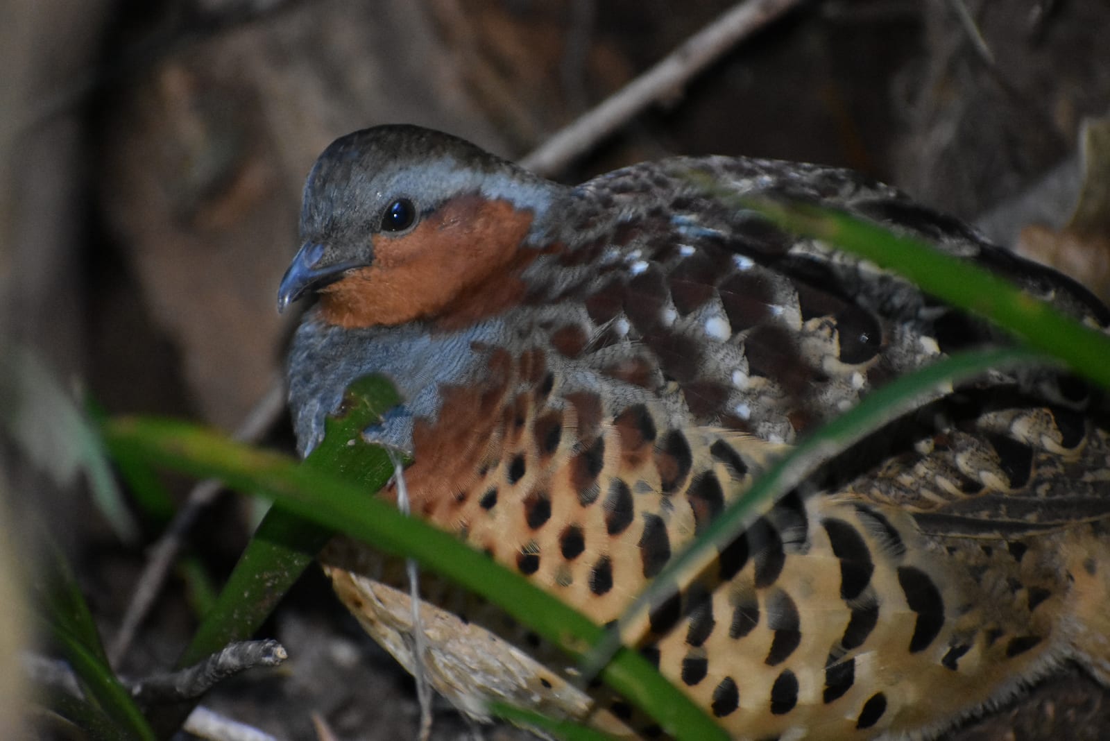 Bamboo Partridge