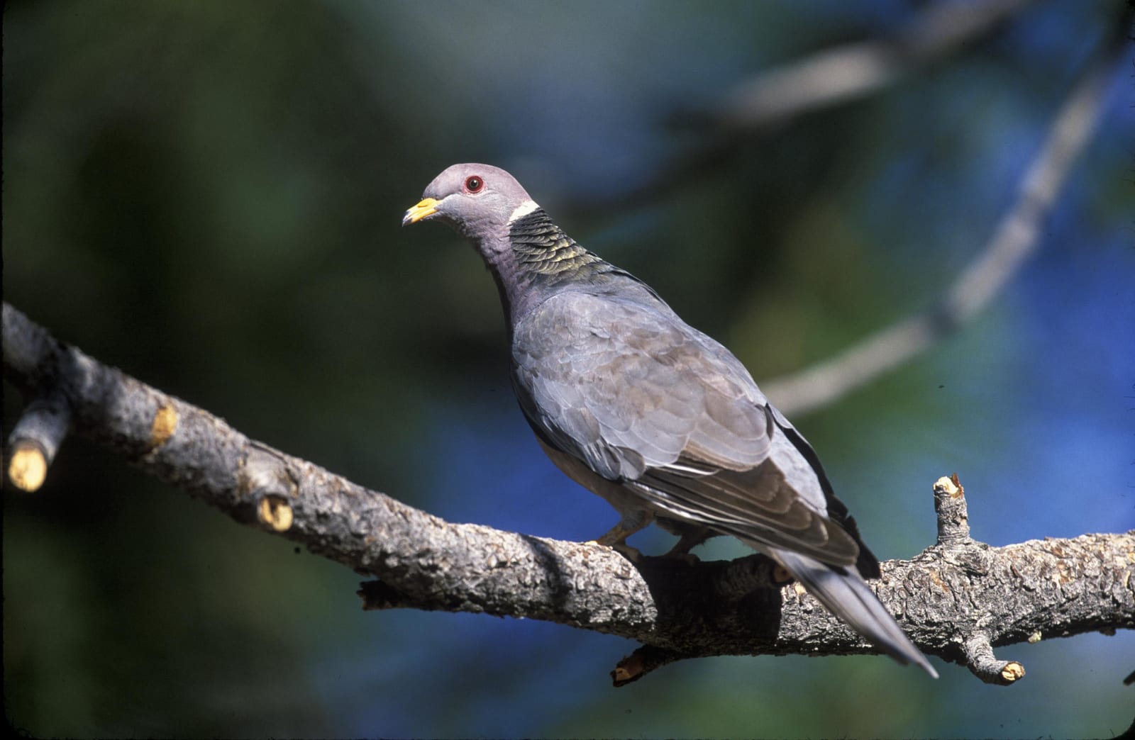 Band-tailed pigeon