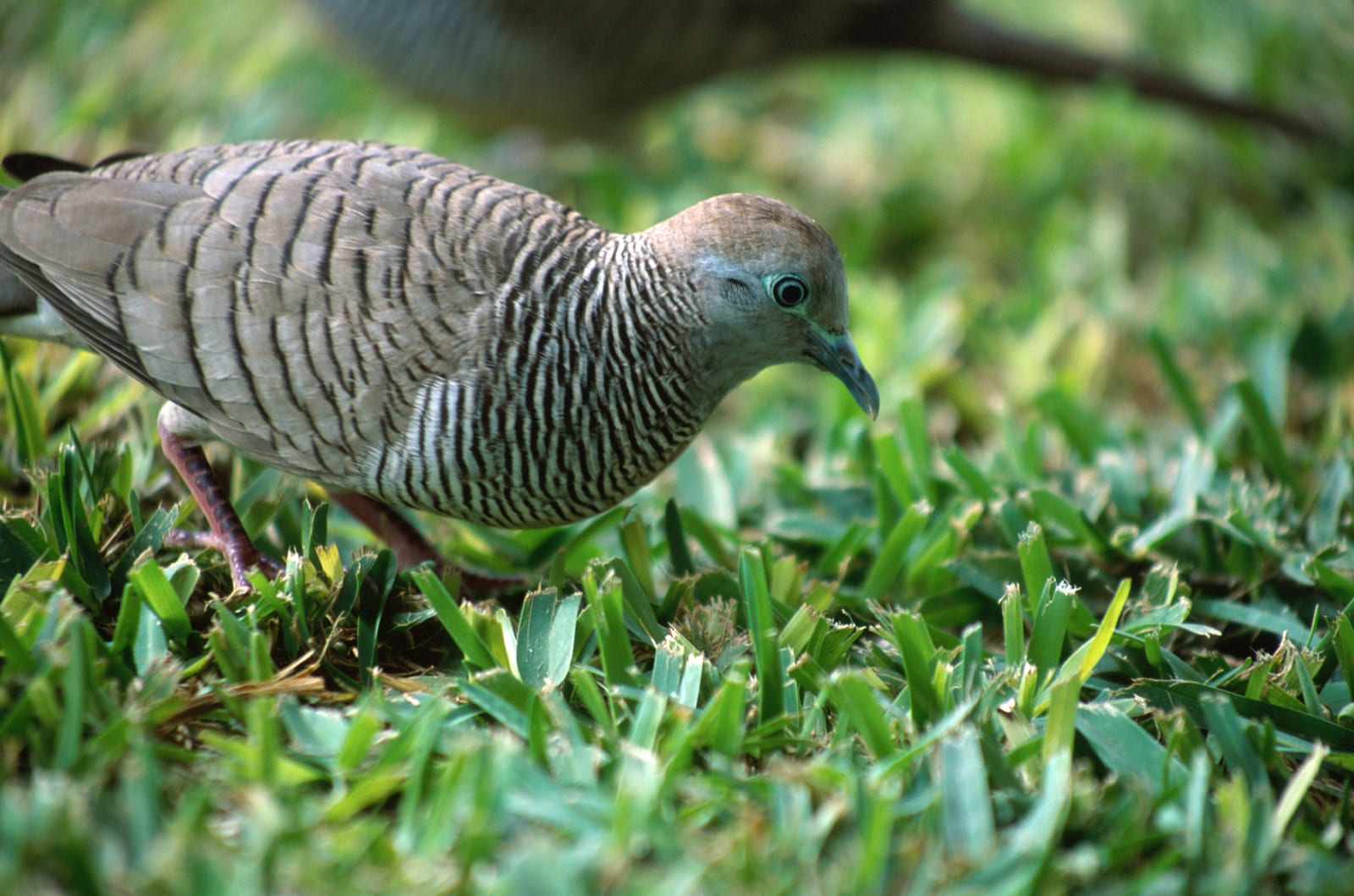 Barred Dove