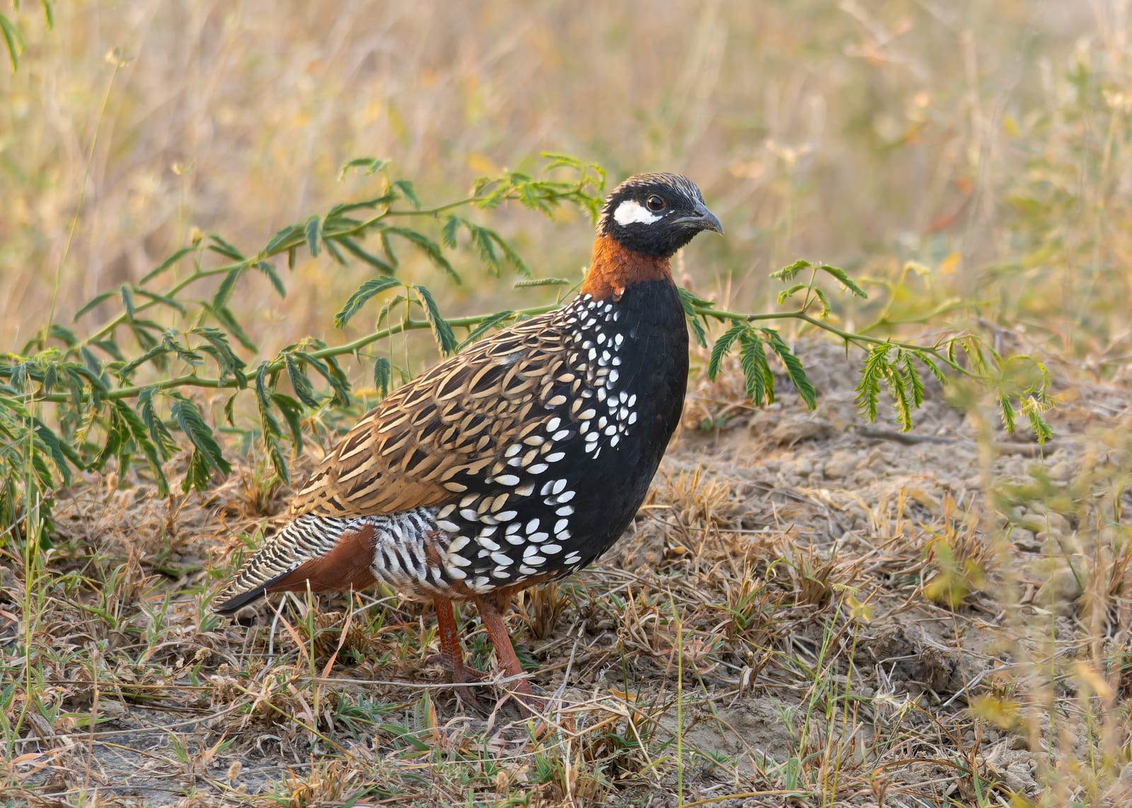 Black Francolin