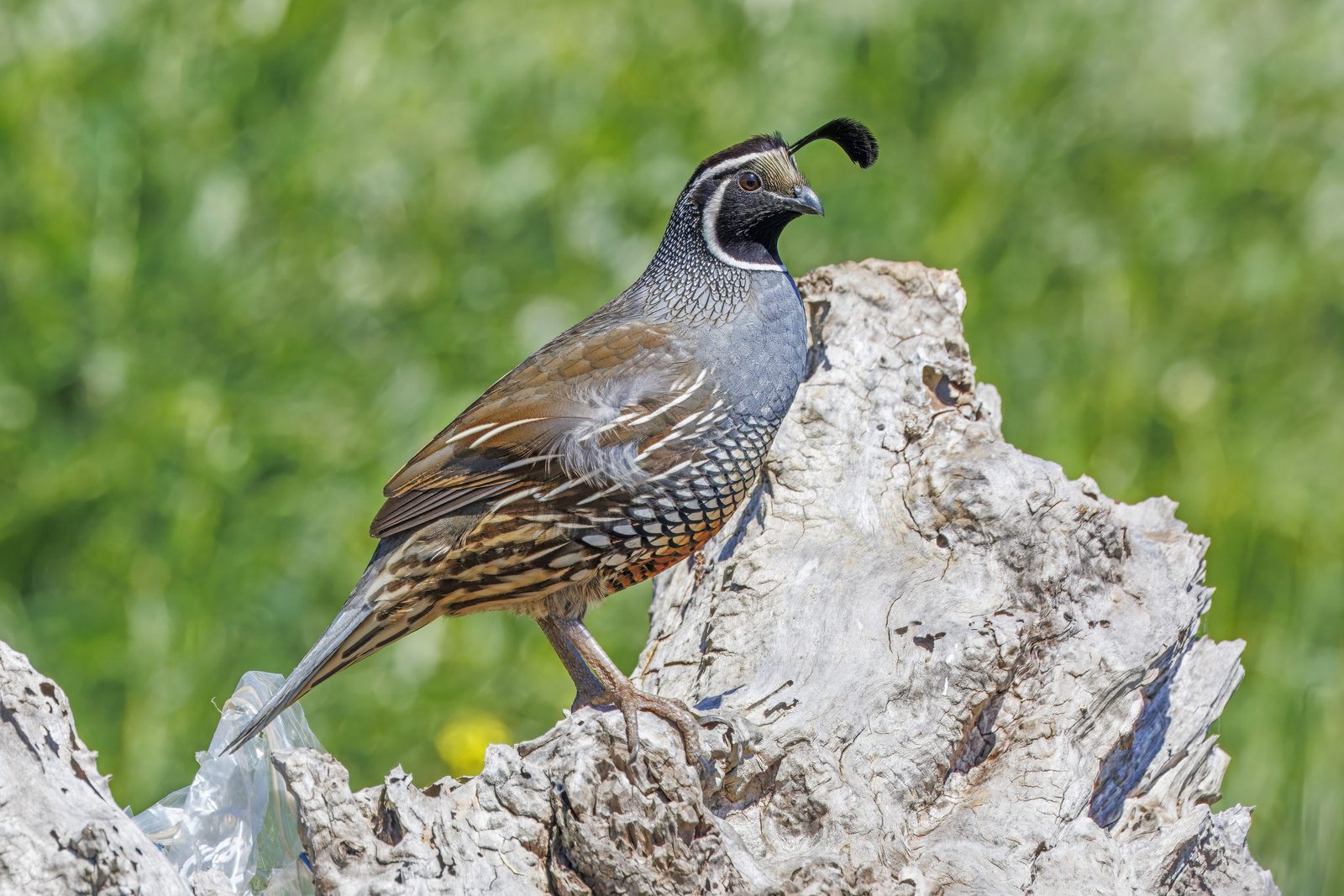 California quail