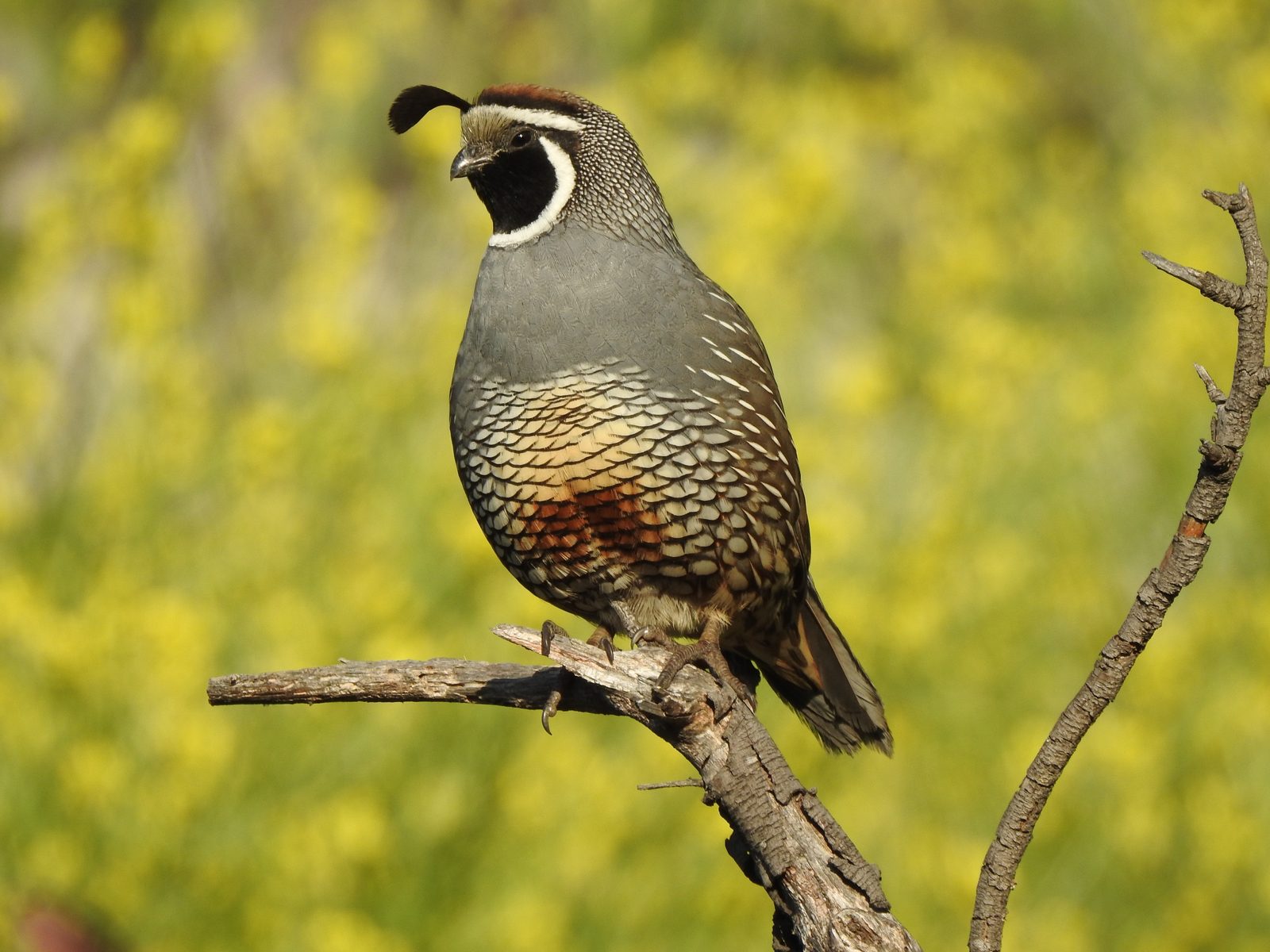 California quail habitat