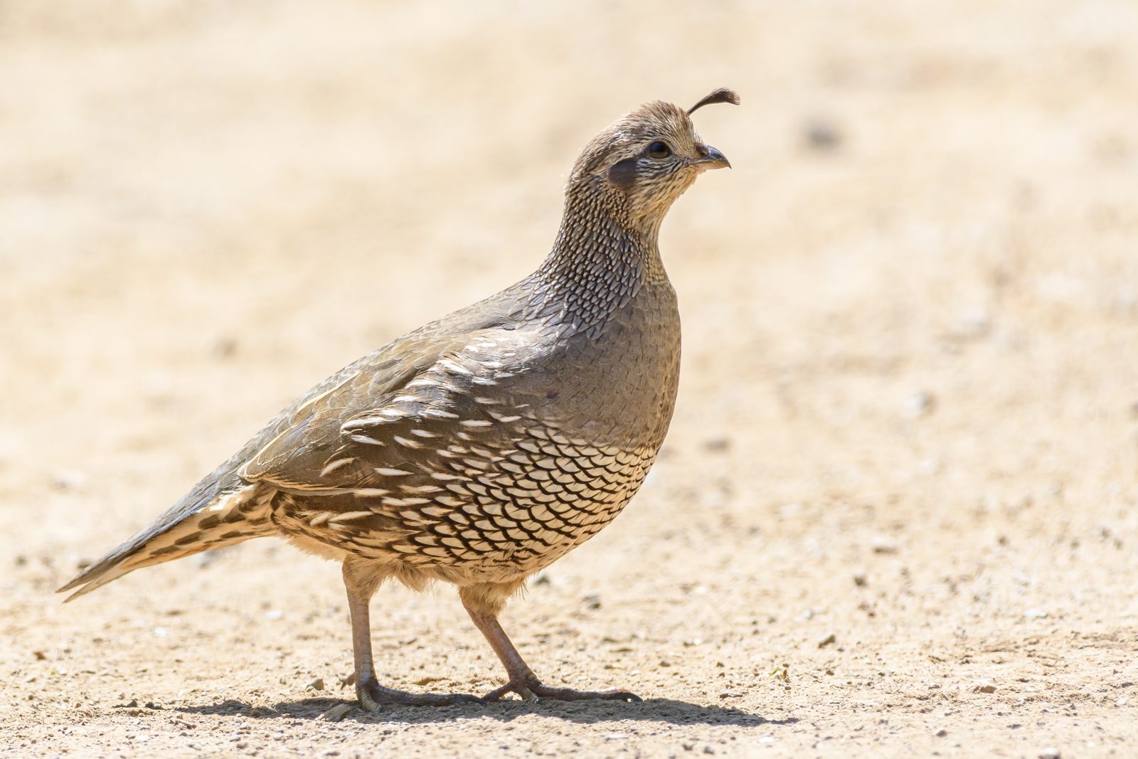 California quail habitat