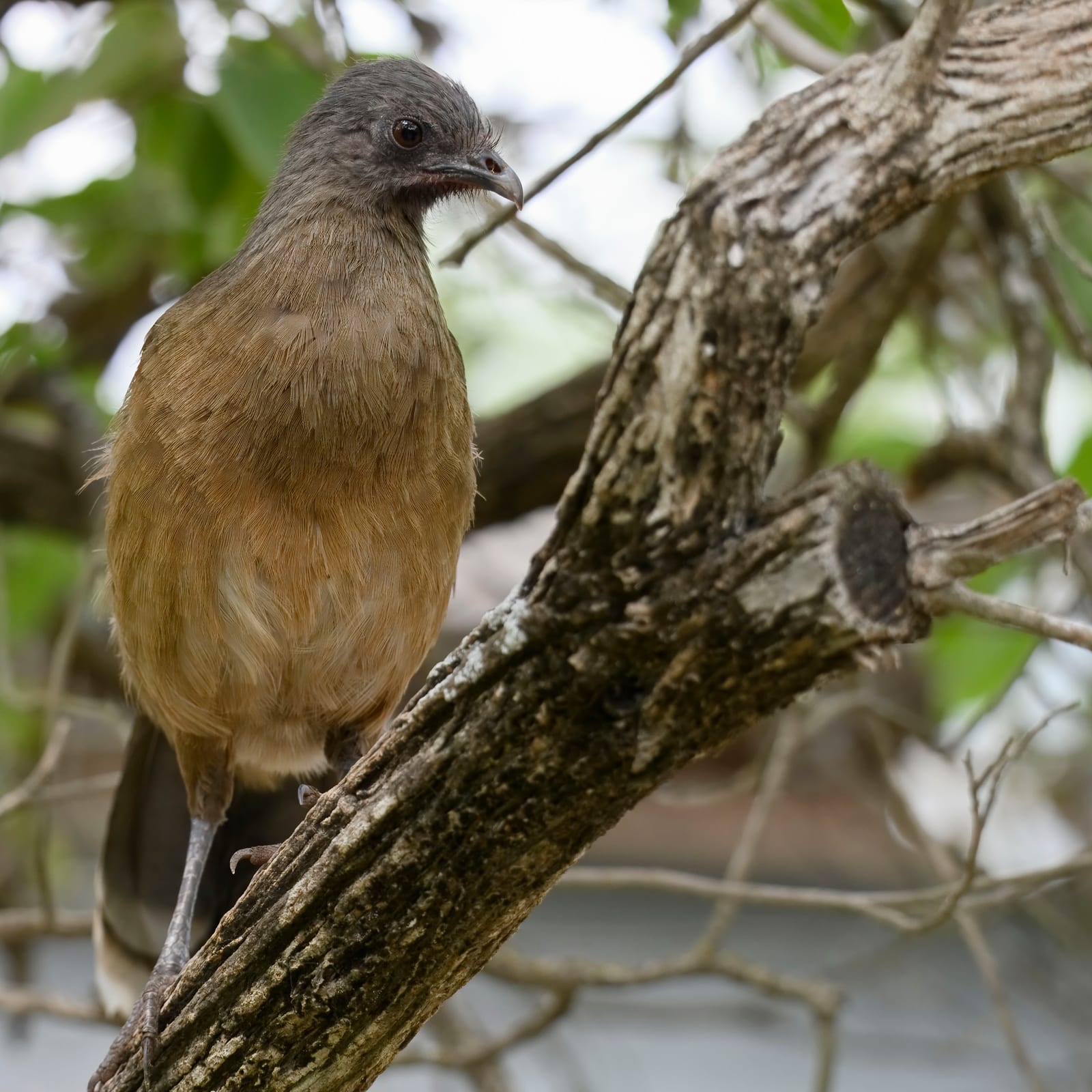 Plain chachalaca