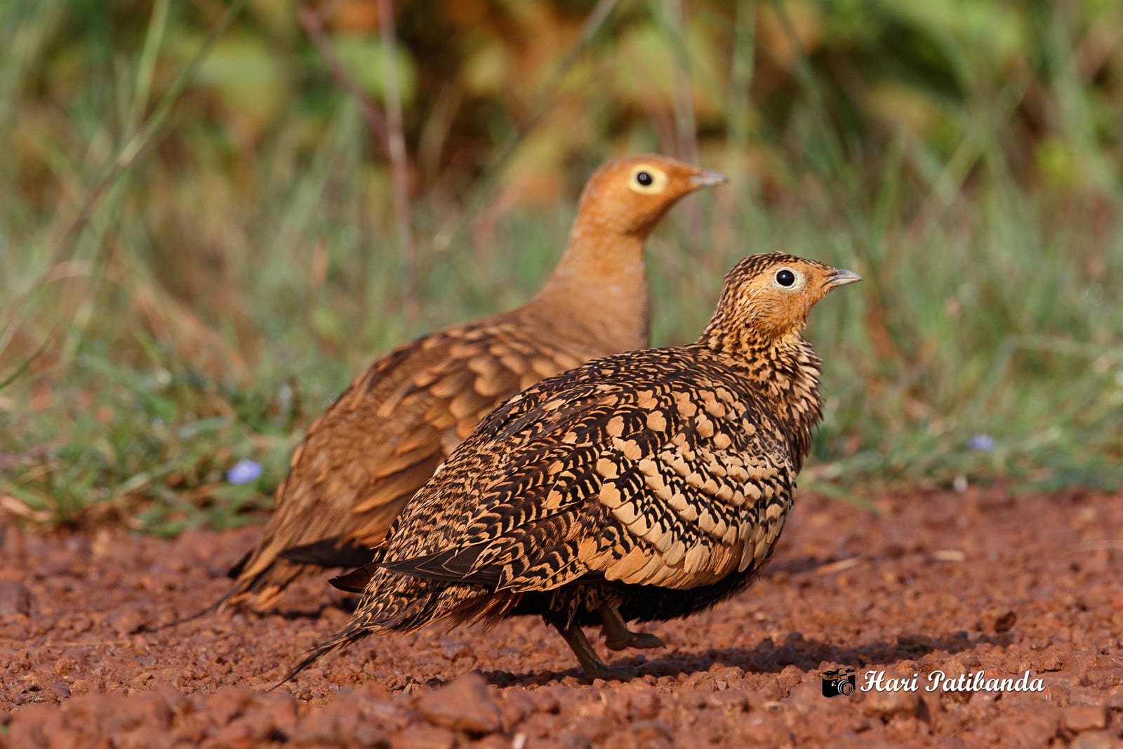 Chestnut-Bellied Sandgrouse