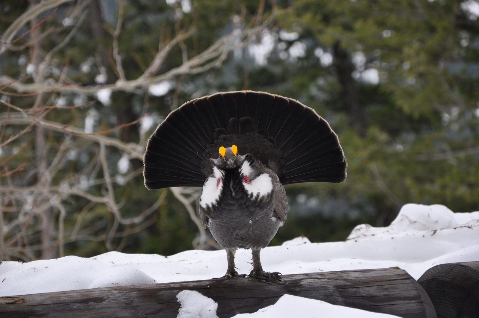 Dusky grouse