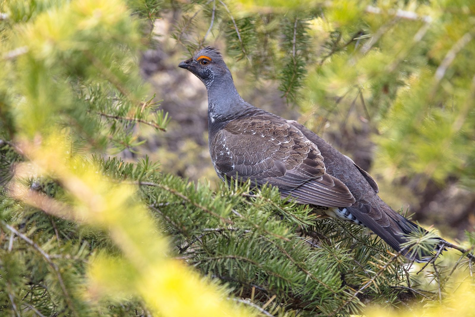 Dusky grouse habitat