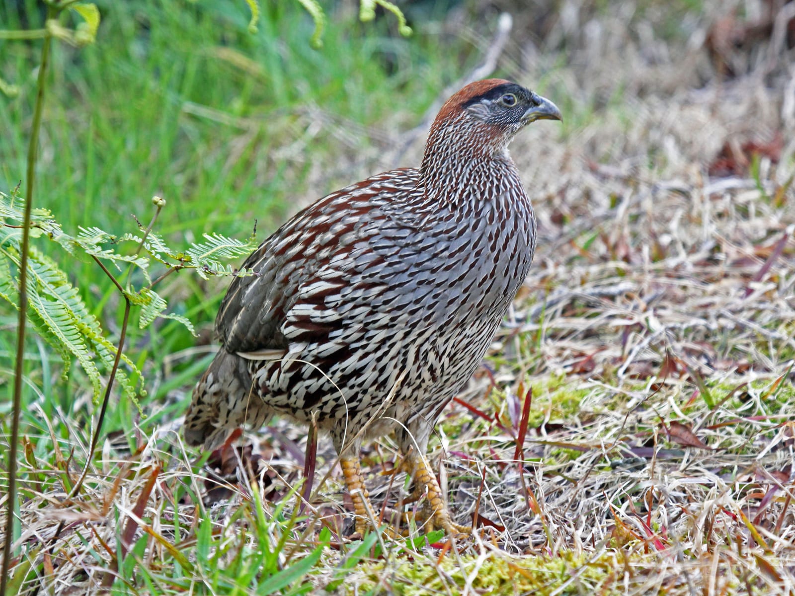 Erckel's Francolin