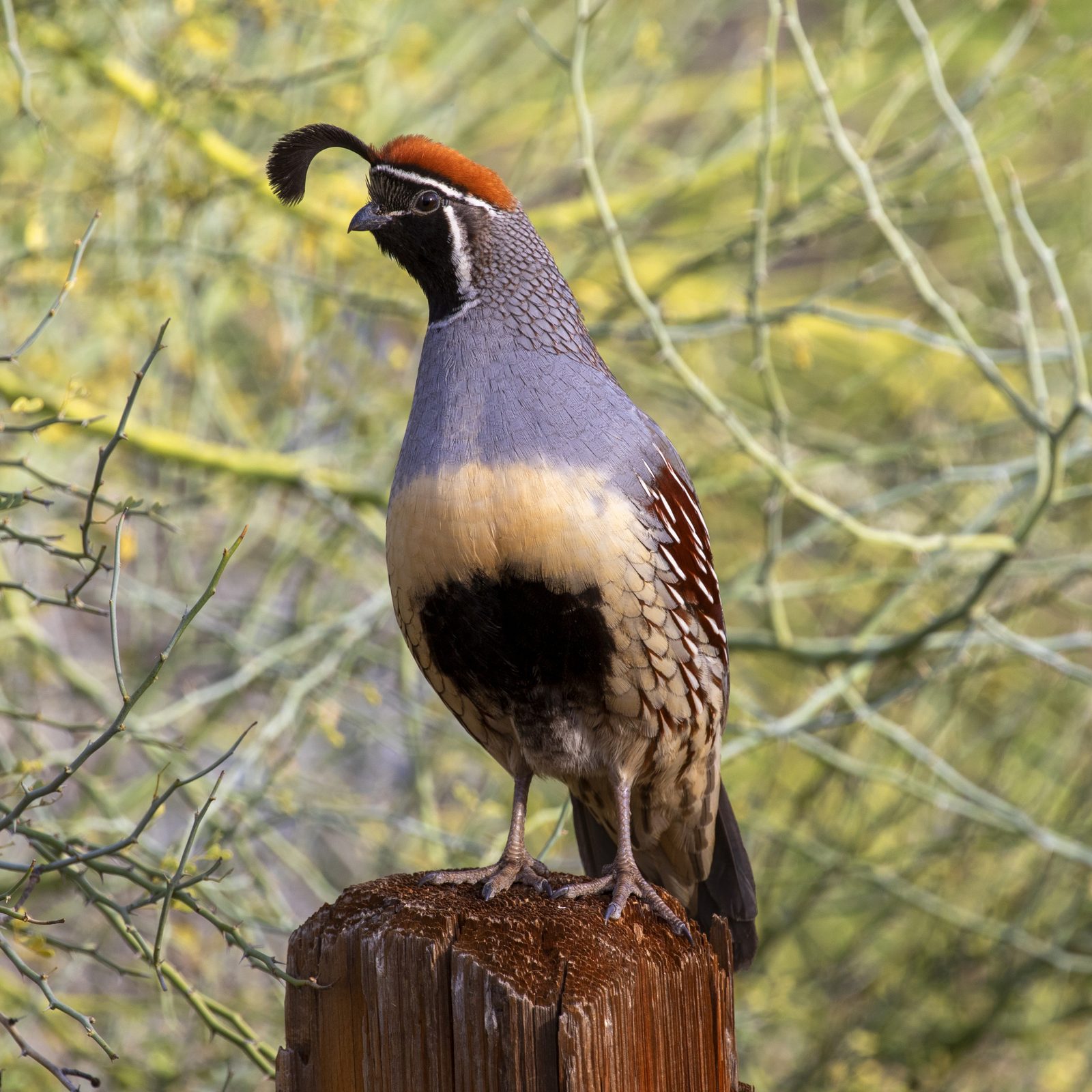 Gambel's quail
