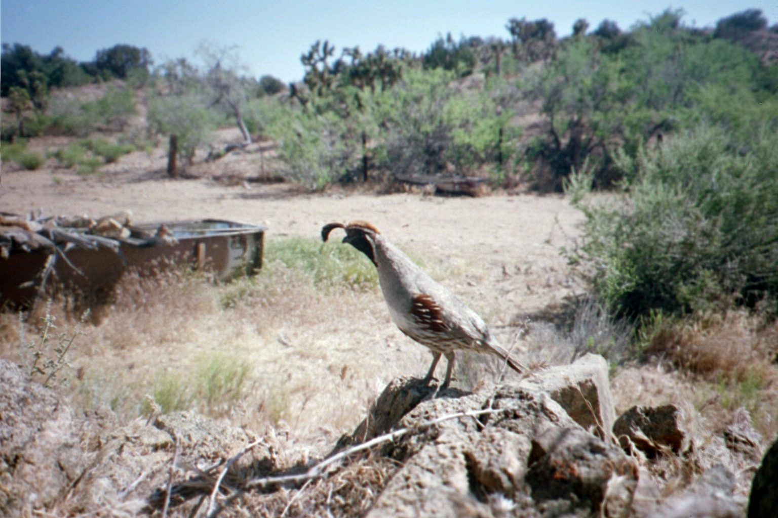 Gambel's quail habitat