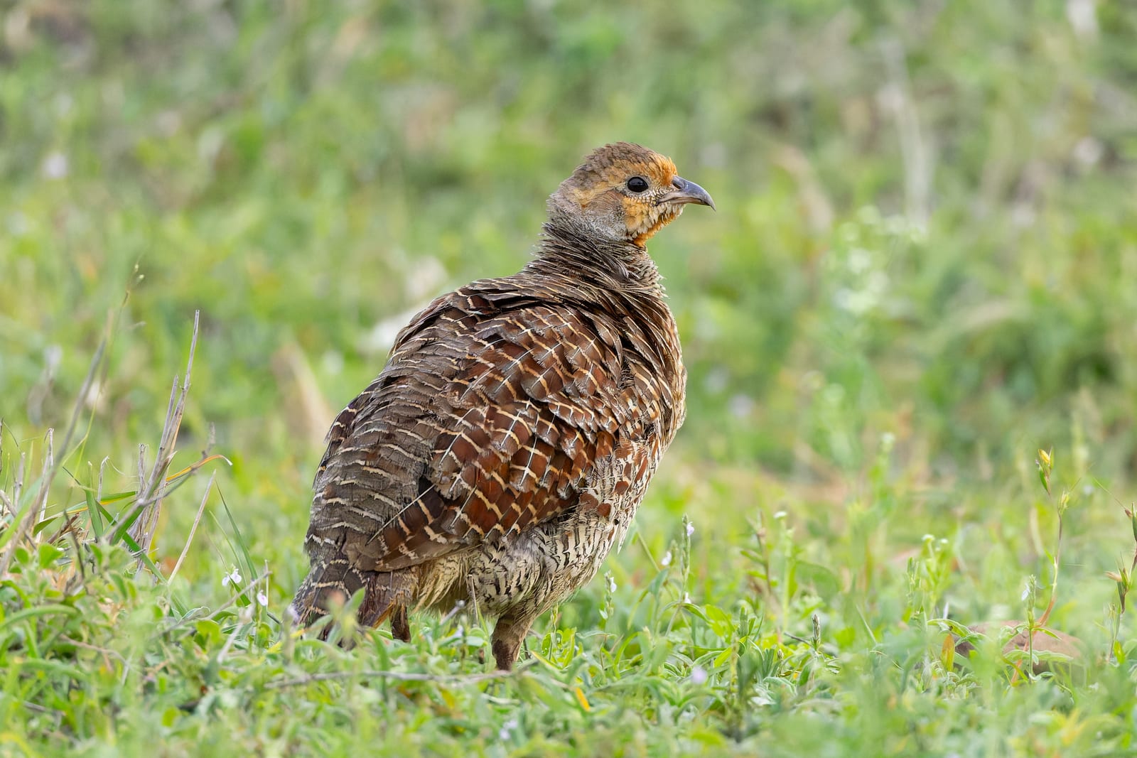 Gray Francolin