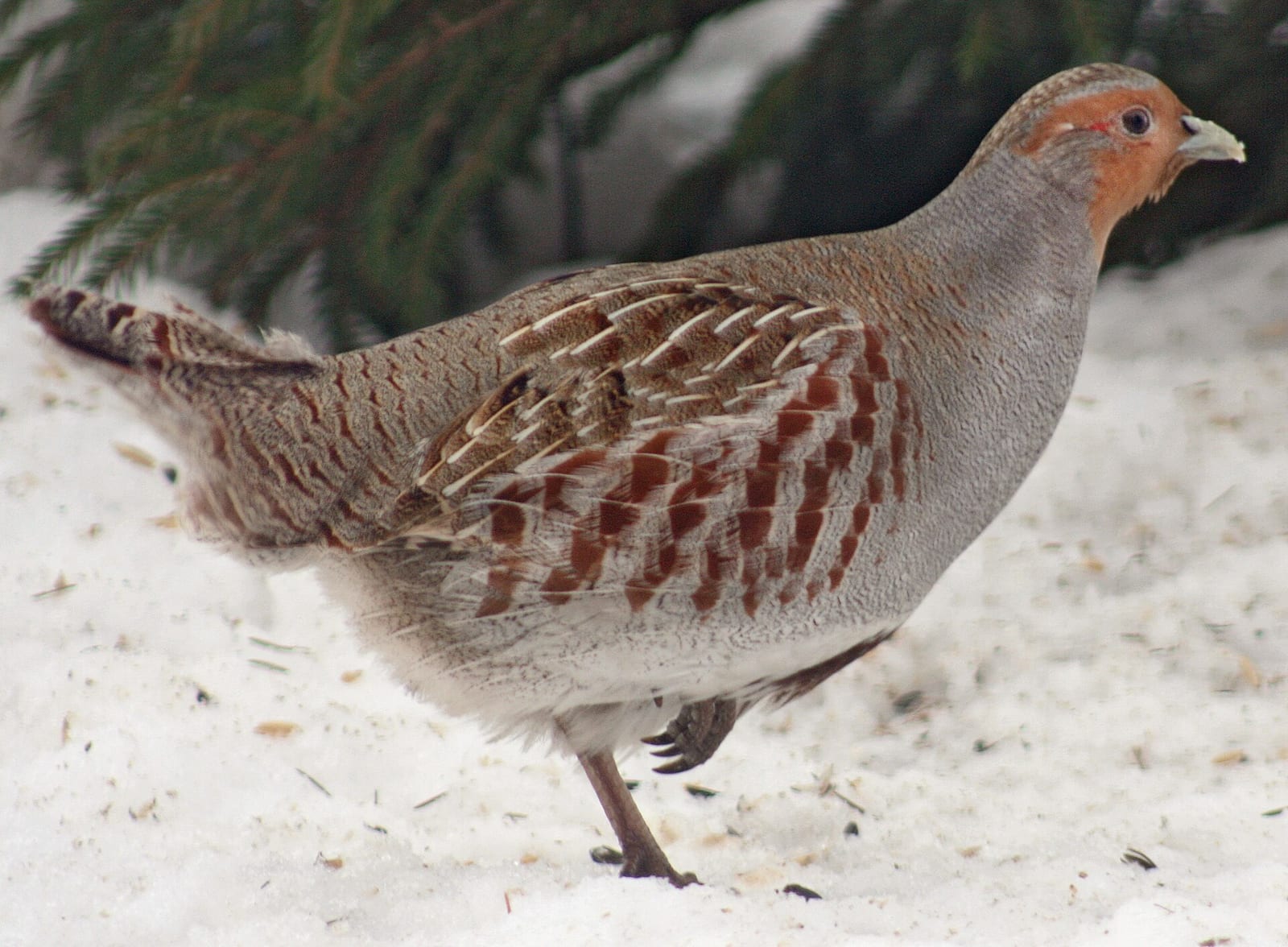 Gray (Hungarian) partridge