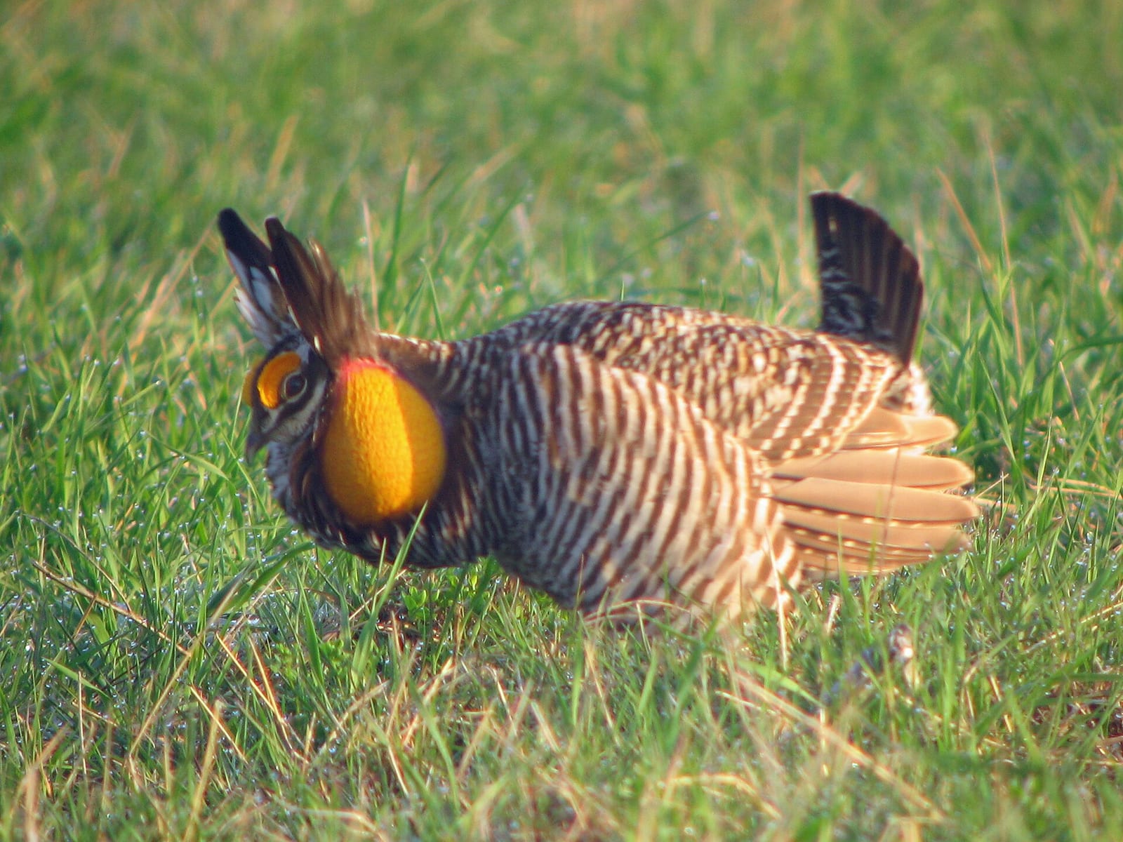 Greater prairie-chicken