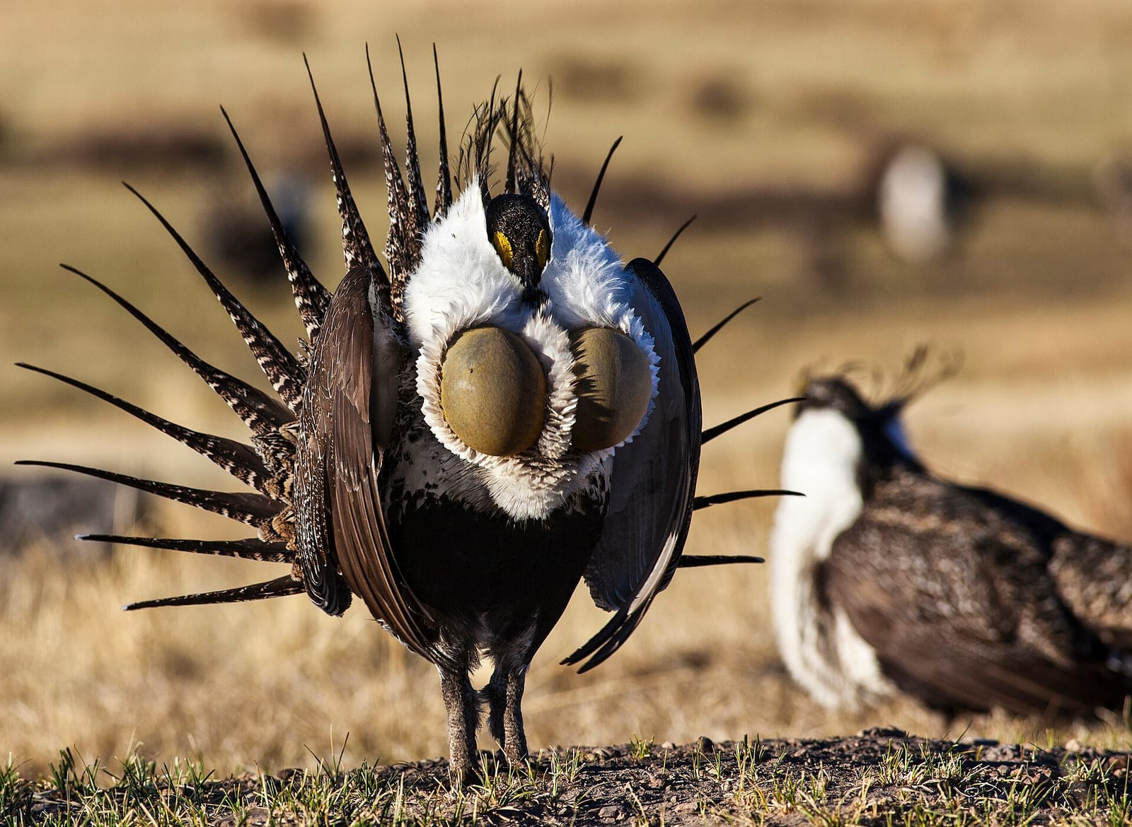 Greater sage-grouse