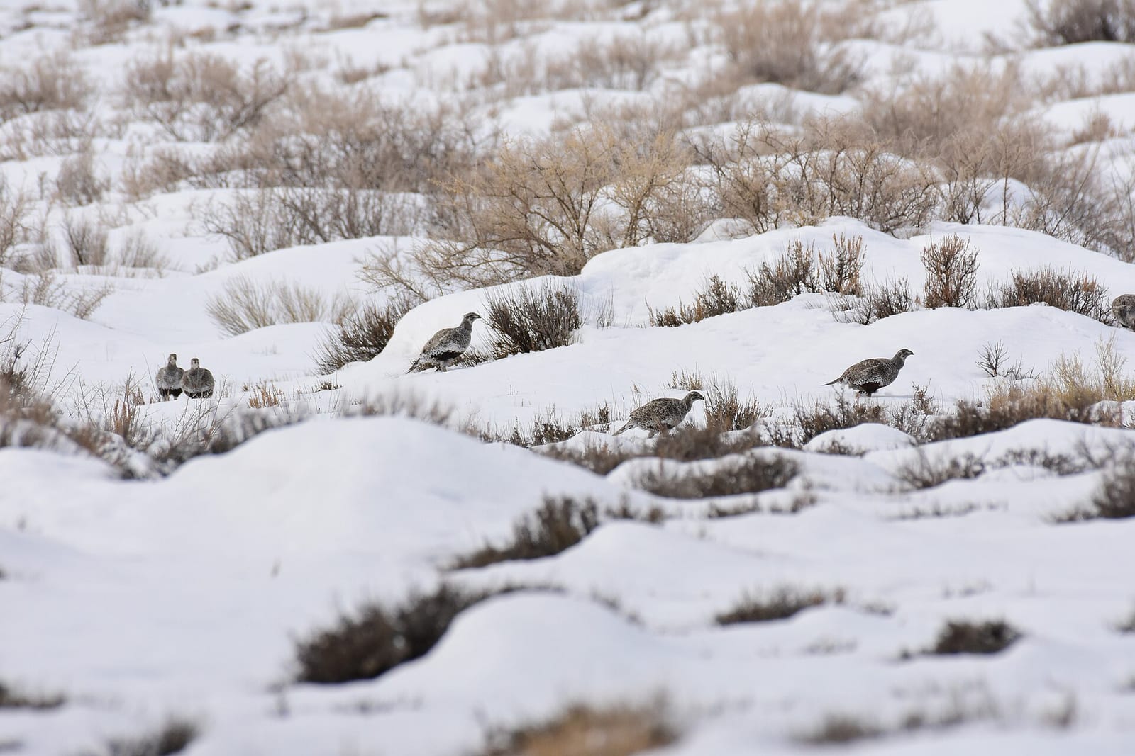 Greater sage-grouse habitat
