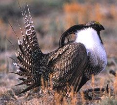 Gunnison sage-grouse