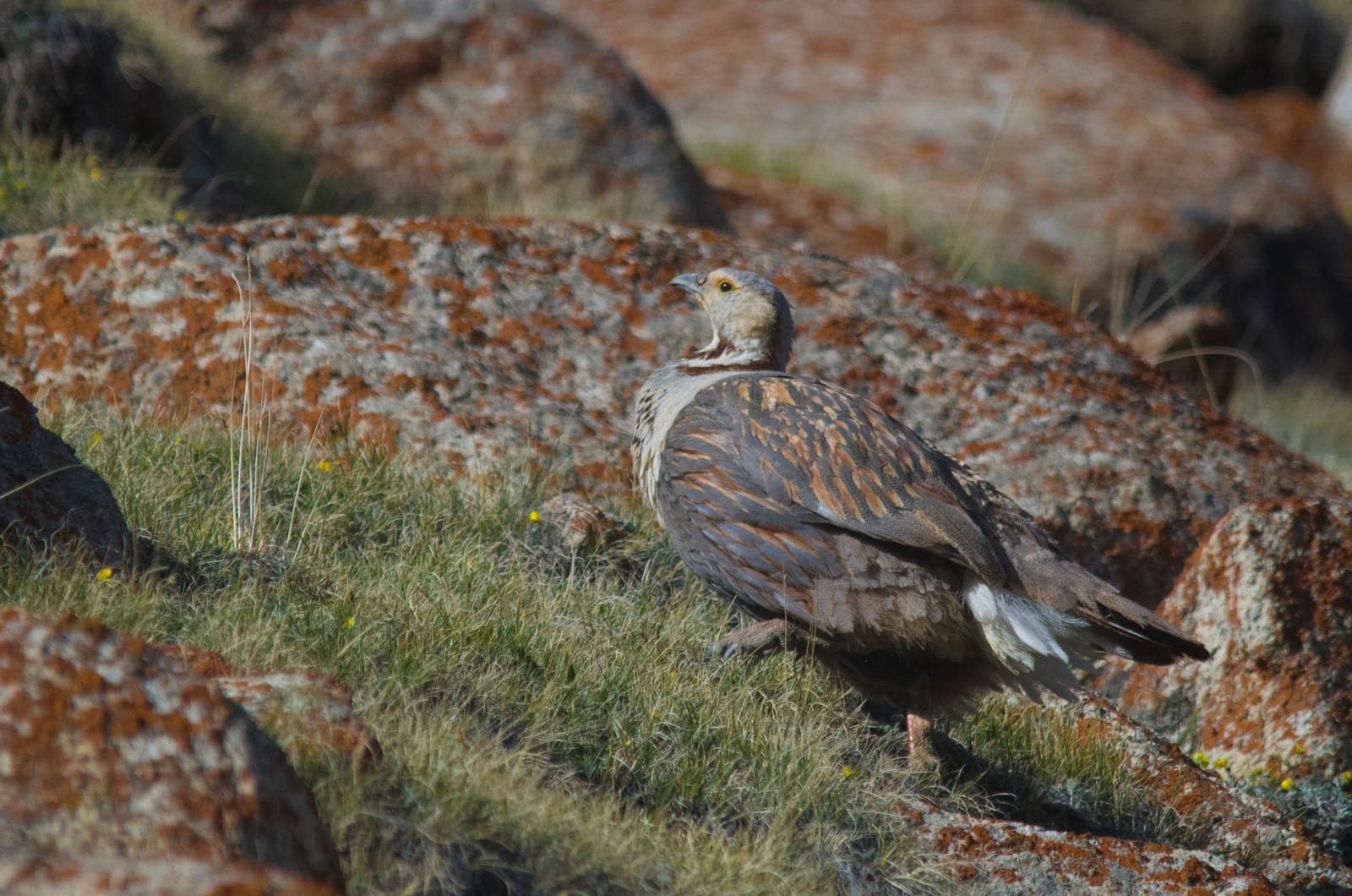 Himalayan snowcock