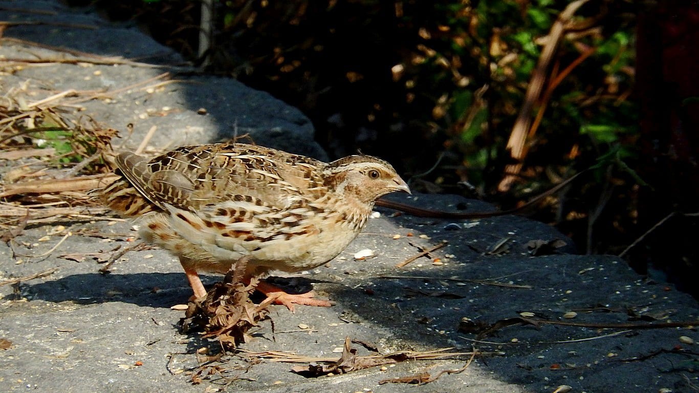 Japanese Quail (Coturnix)