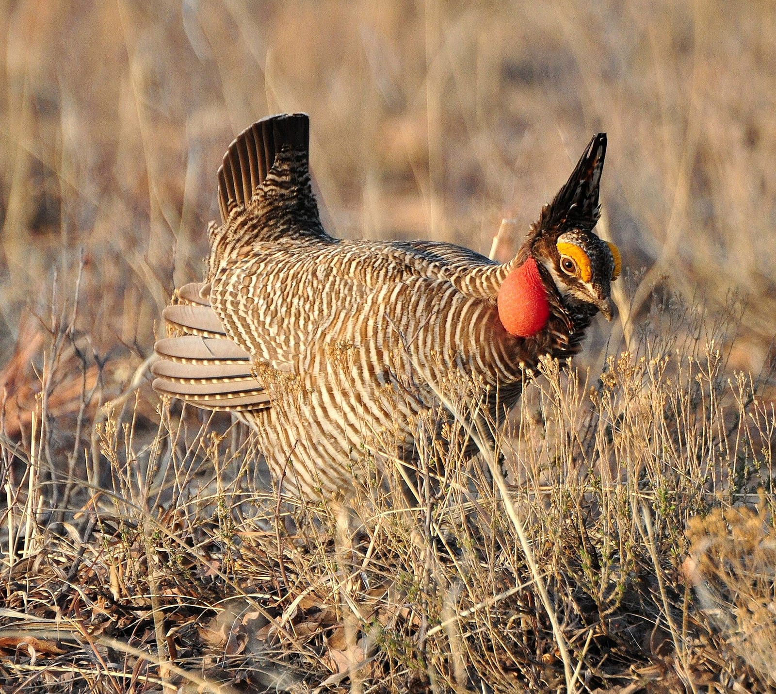 Lesser prairie-chicken