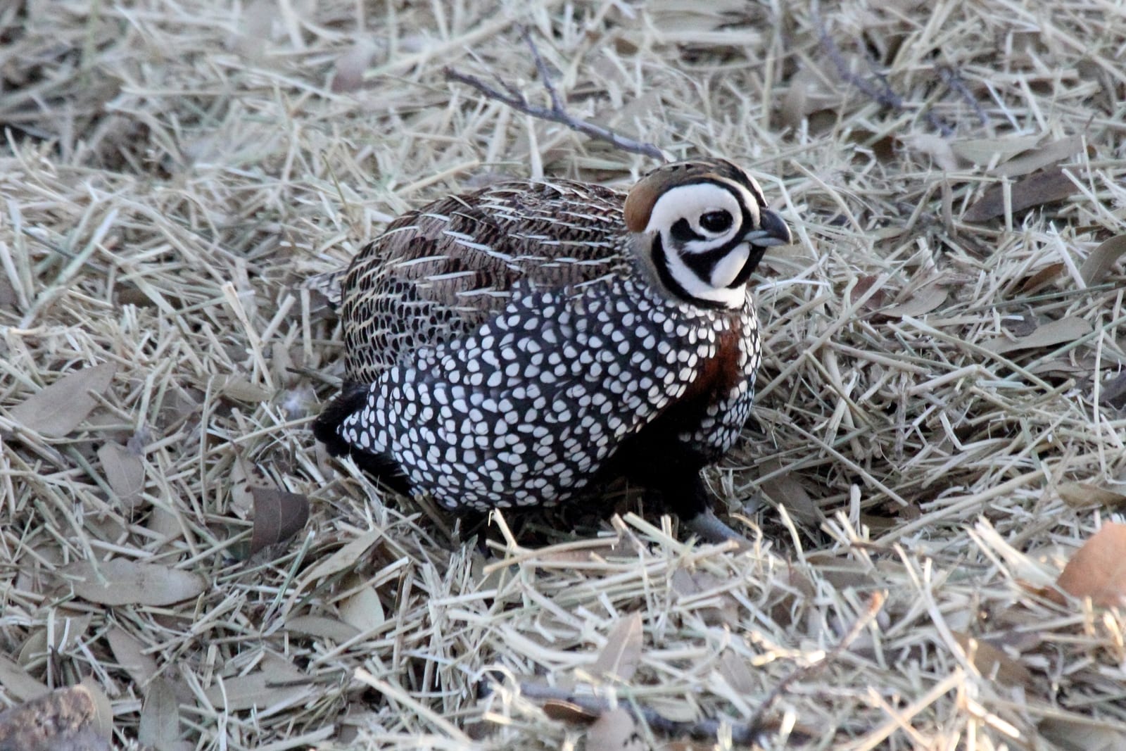 Montezuma quail (Mearn's quail)