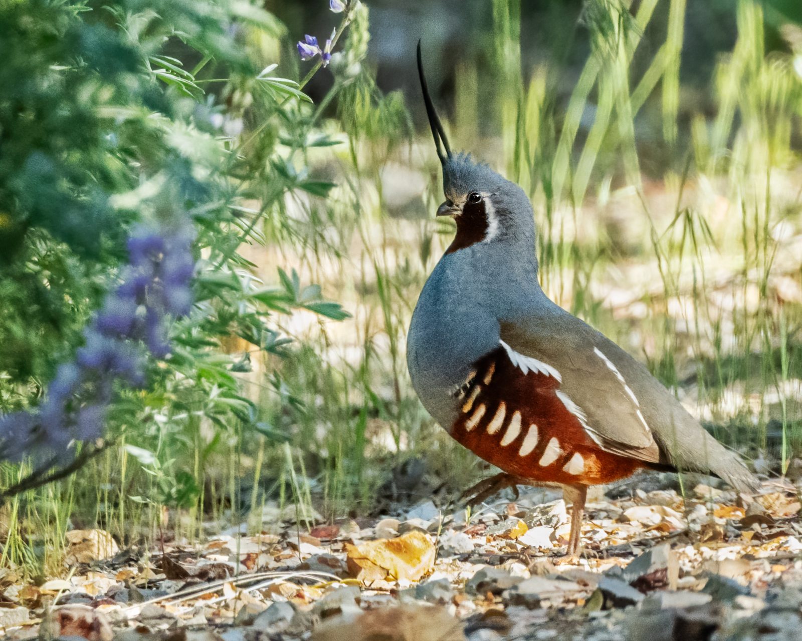 Mountain quail