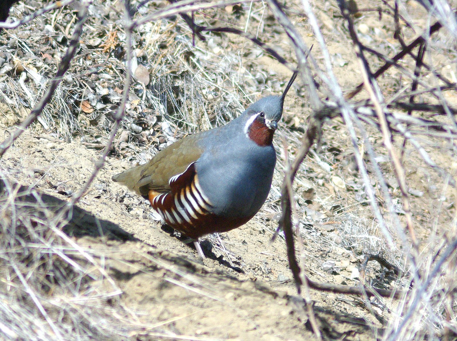 Mountain quail habitat