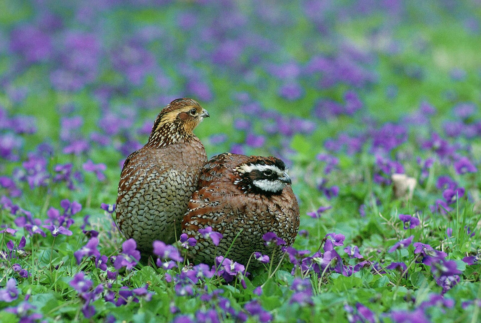 Northern bobwhite quail