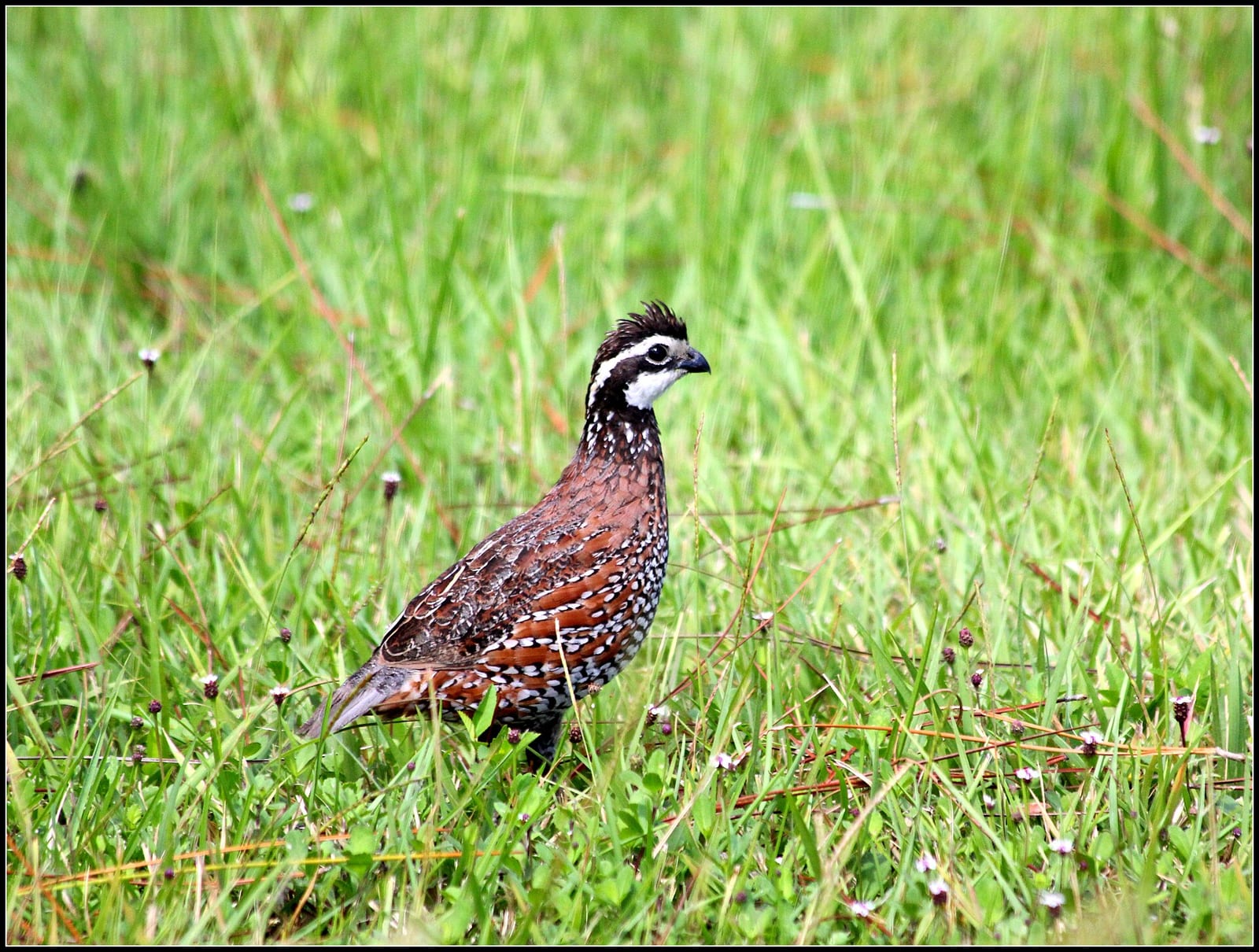 Northern bobwhite quail habitat