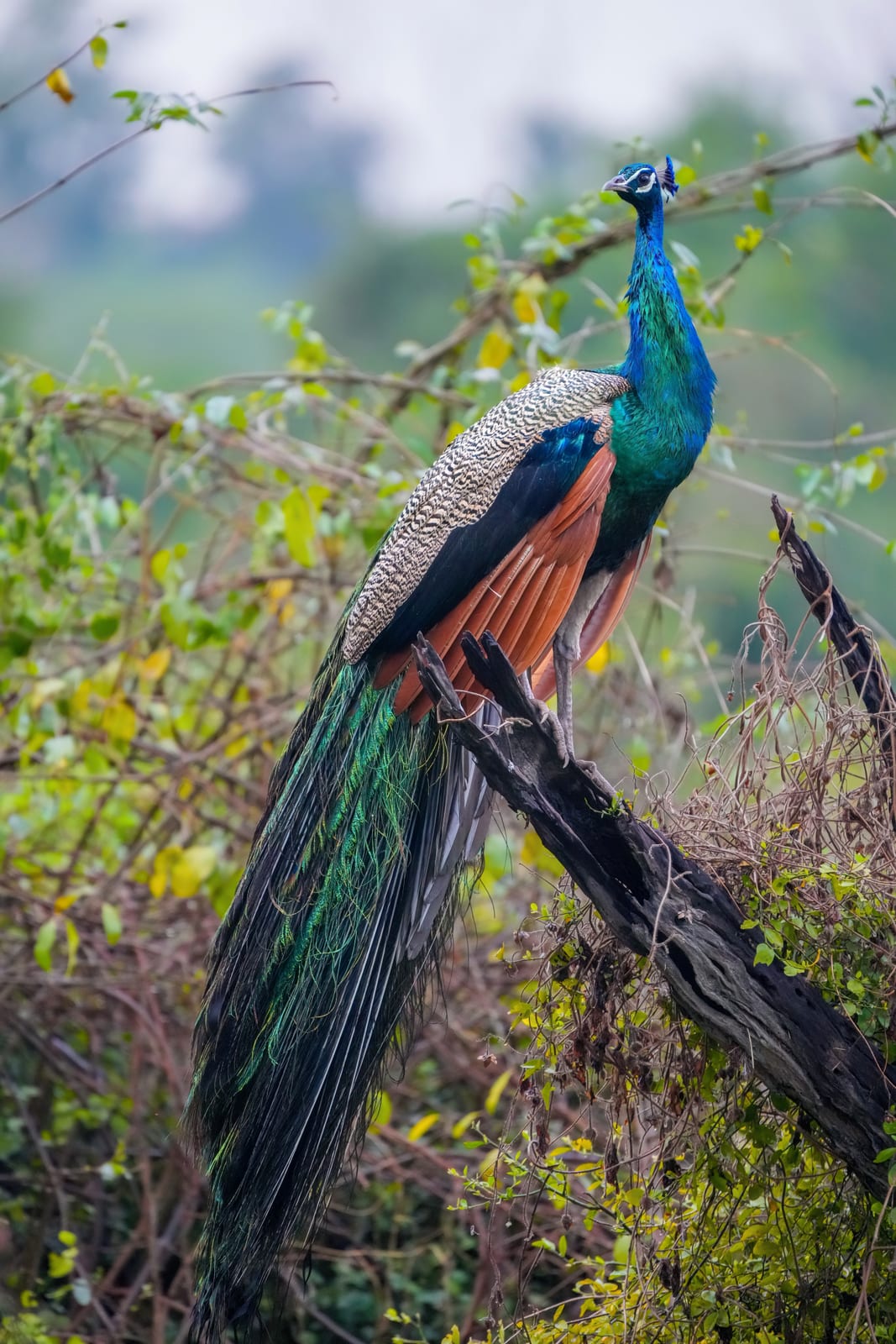 Peafowl