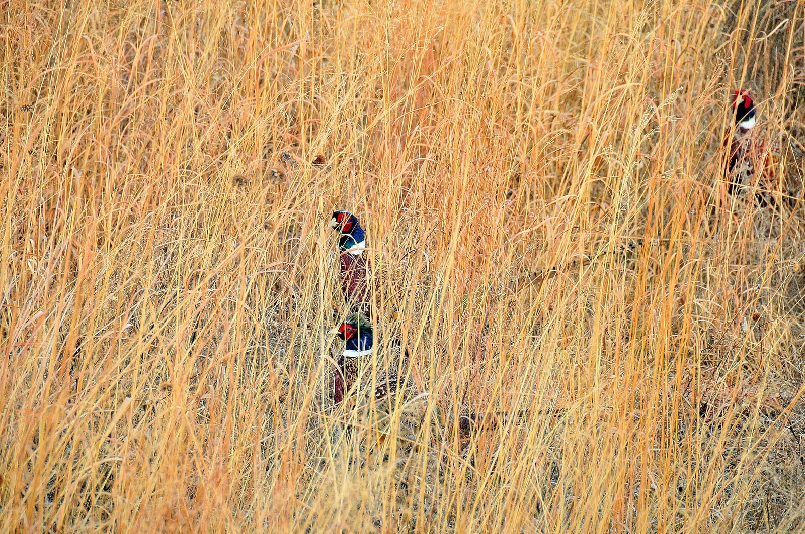 Ring-necked pheasant habitat
