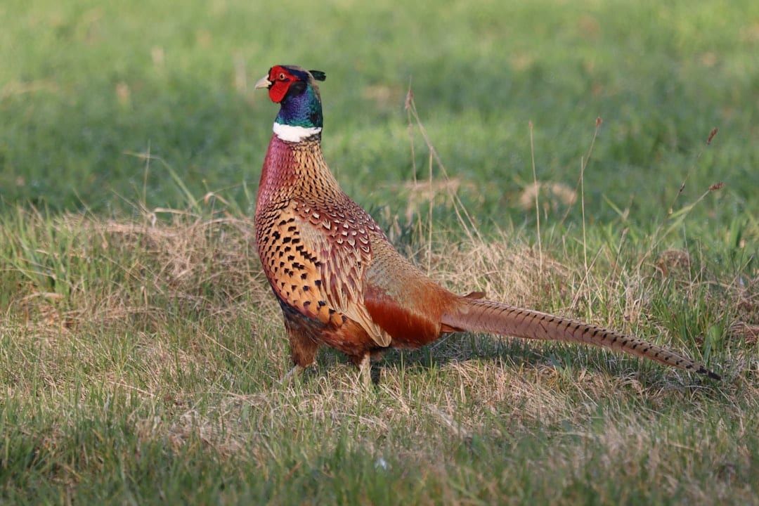 Ring-necked pheasant