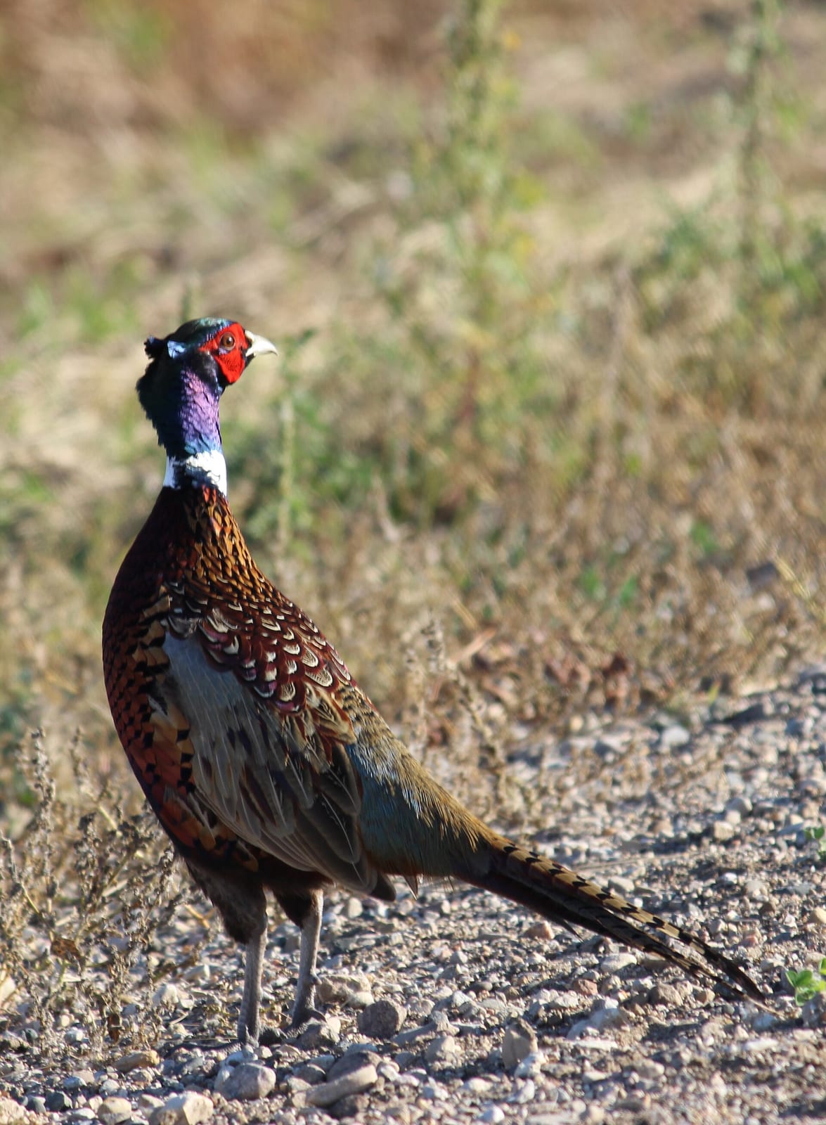 South Dakota Ring-necked pheasant