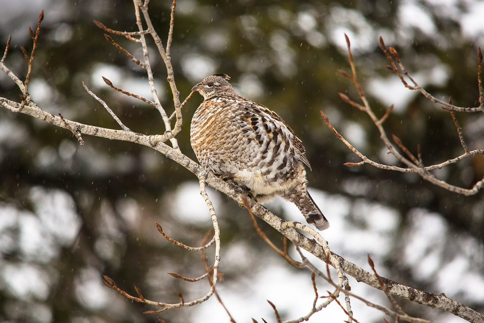 Ruffed grouse