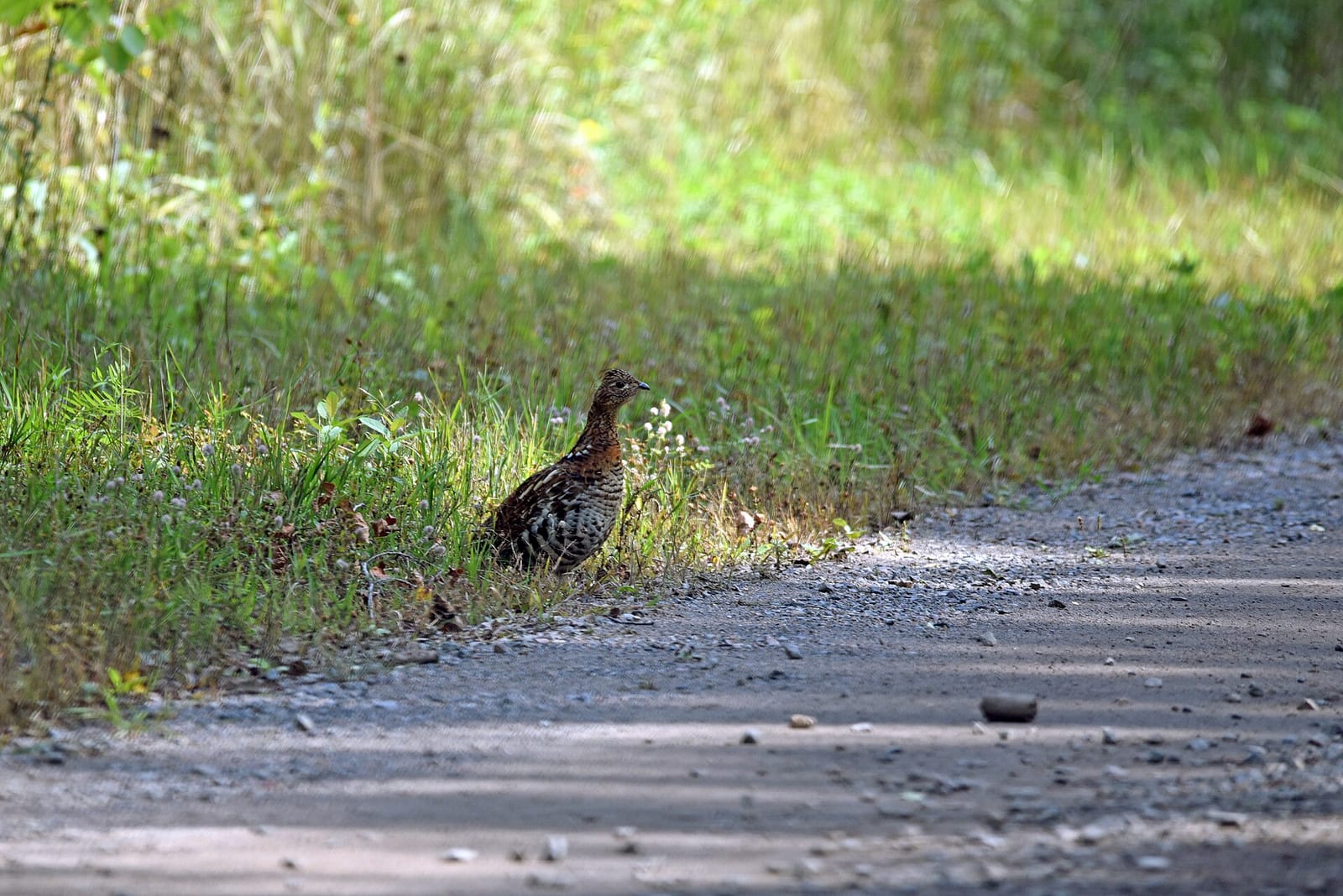 Ruffed grouse habitat