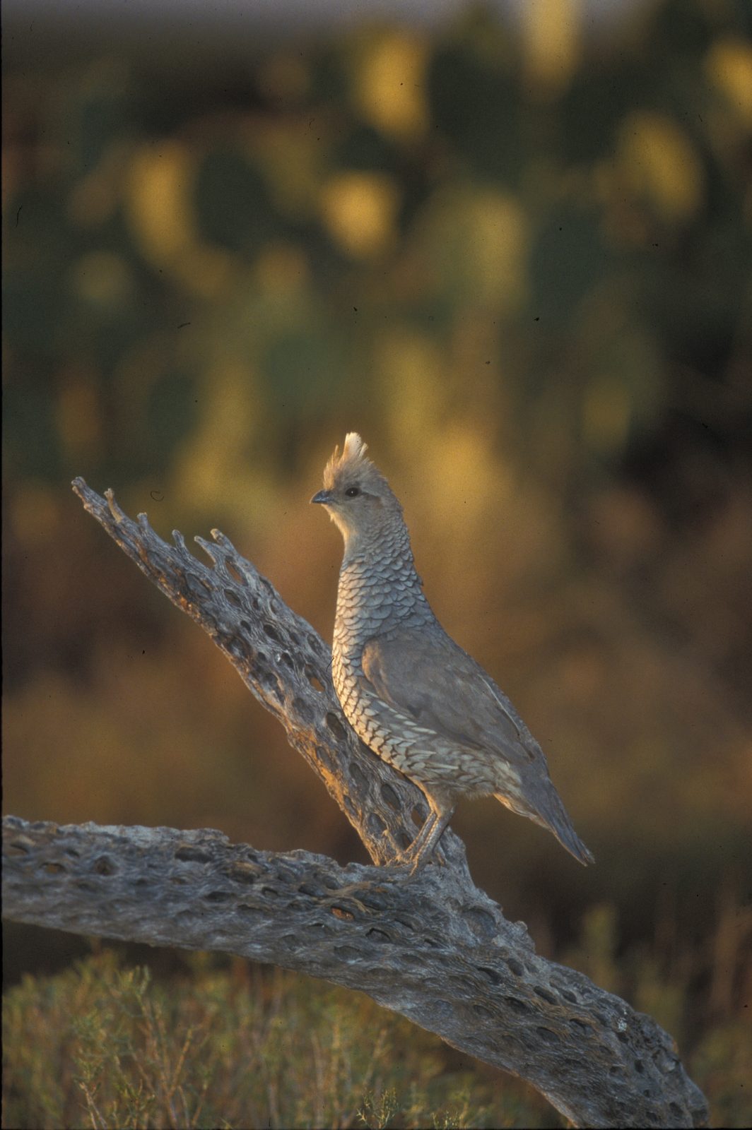 Scaled quail