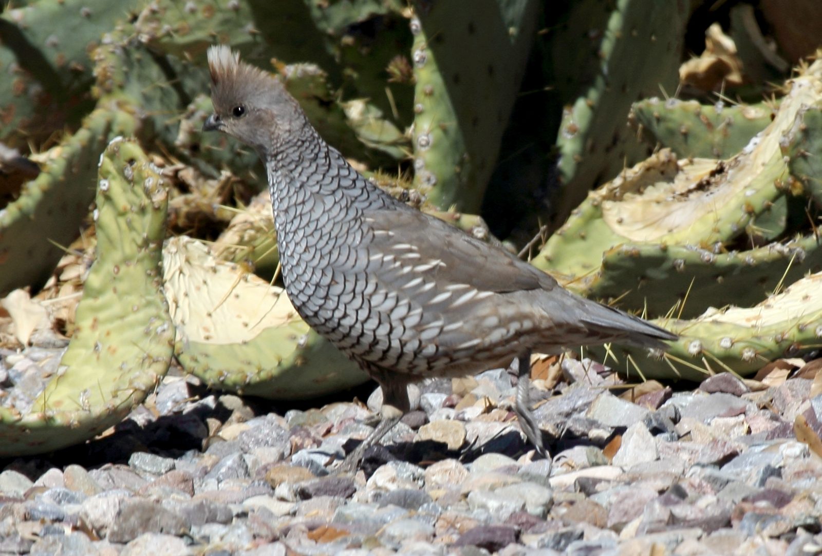 Scaled quail habitat