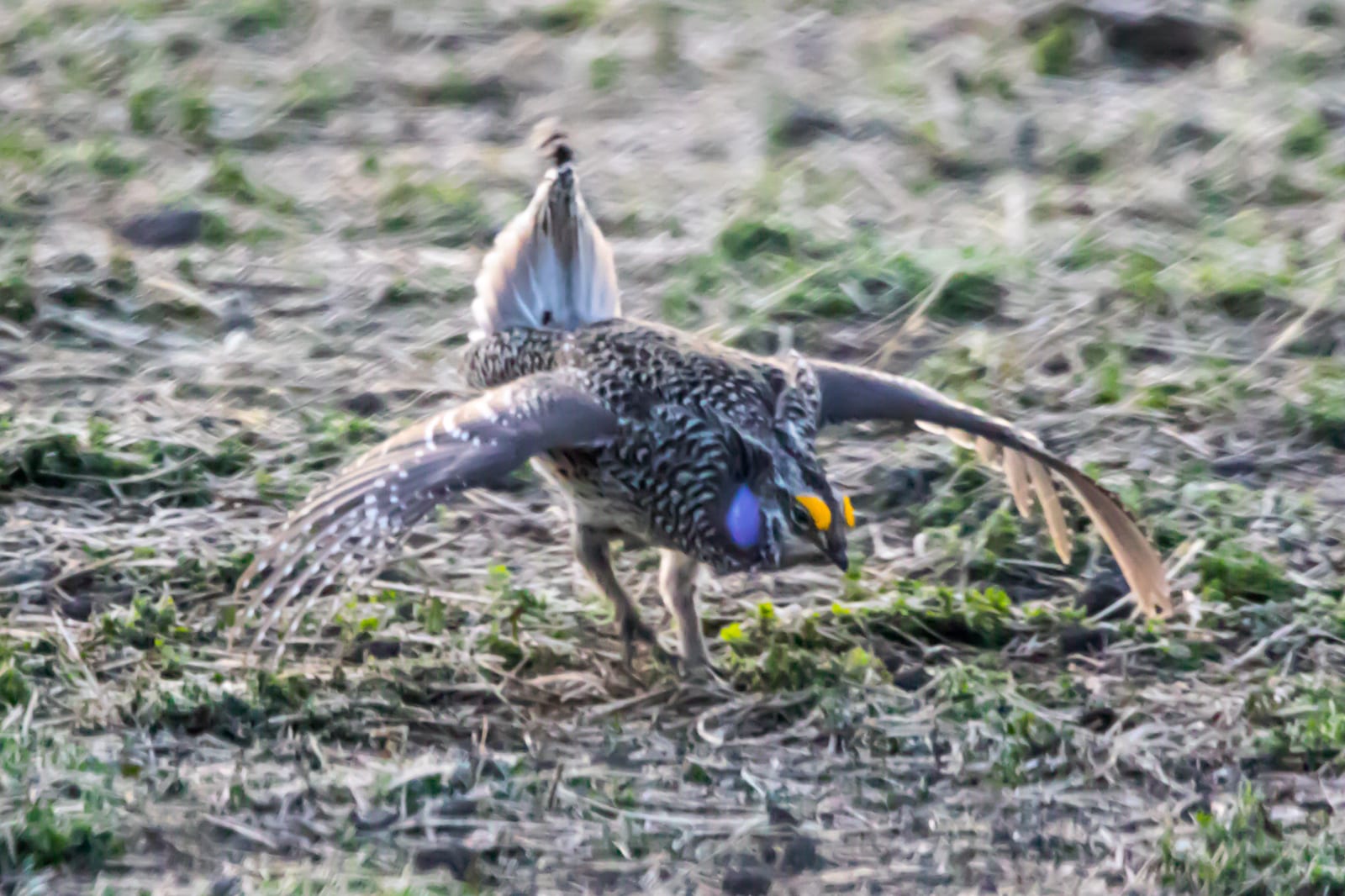 Sharp-tailed grouse