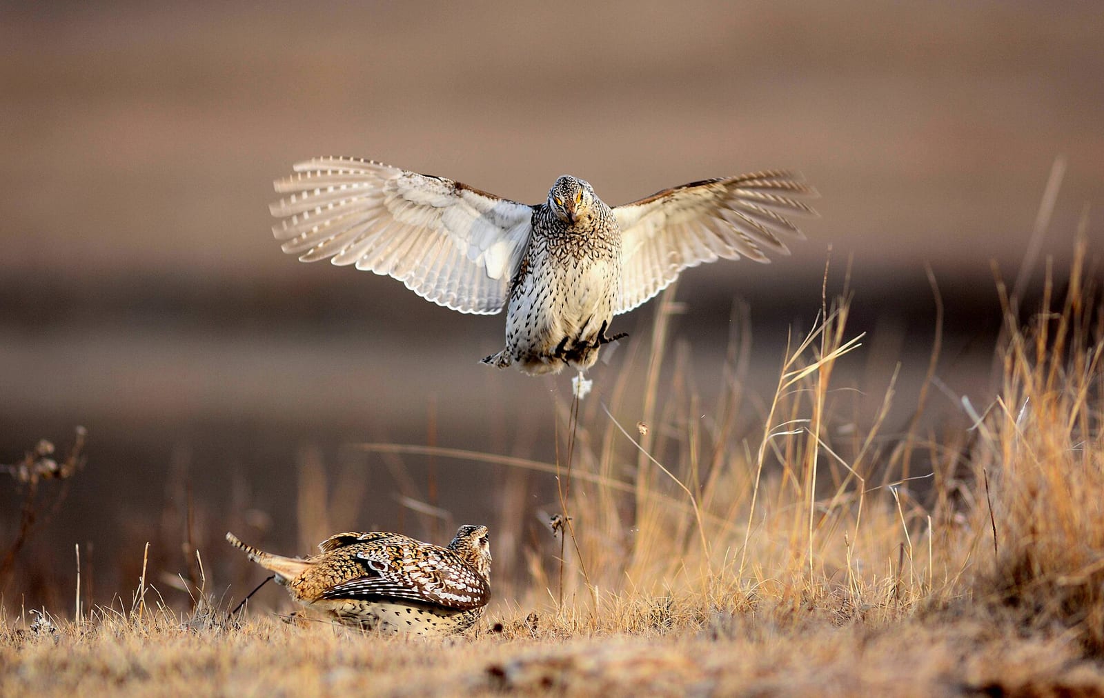 Sharp-tailed grouse habitat