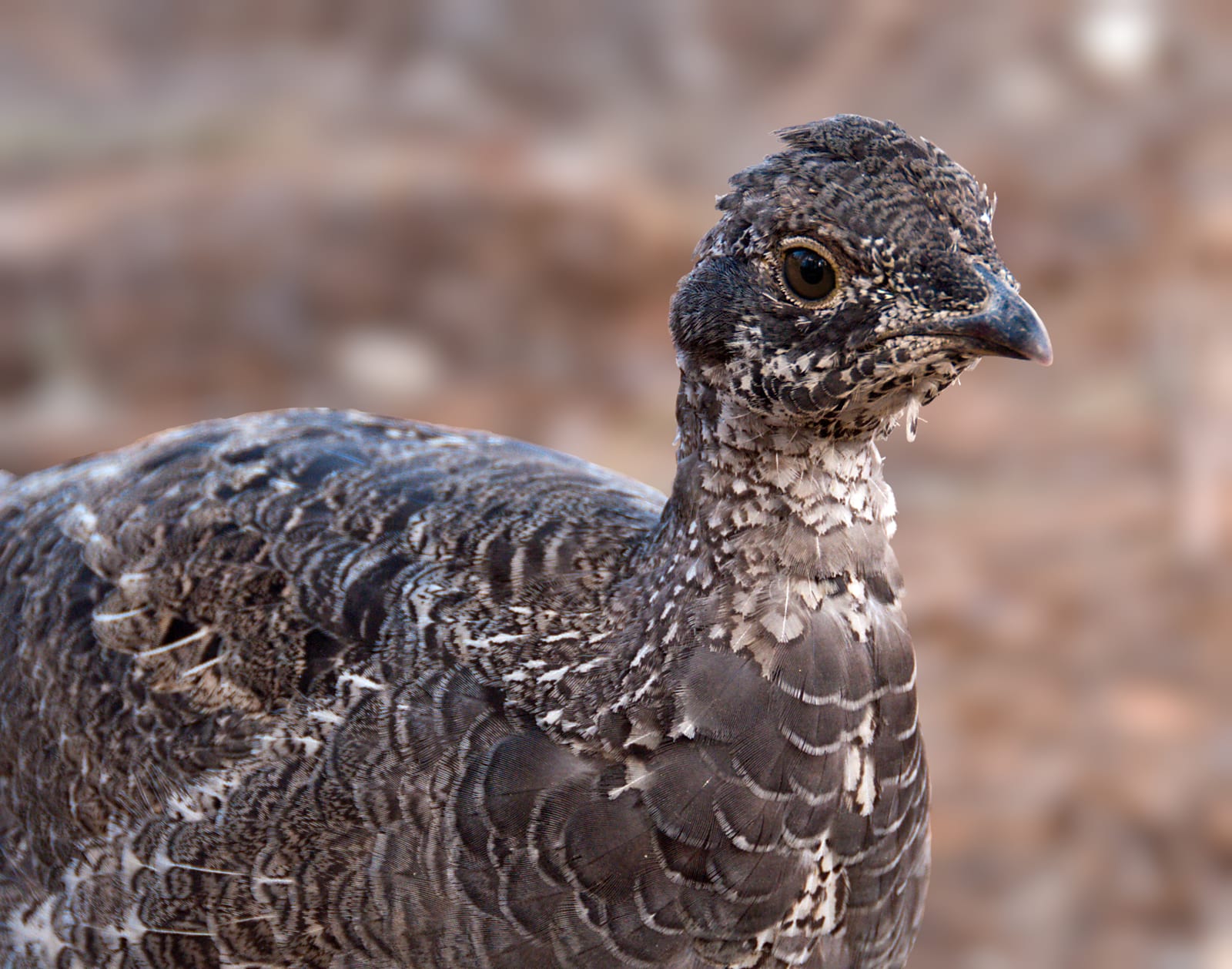 Sooty grouse