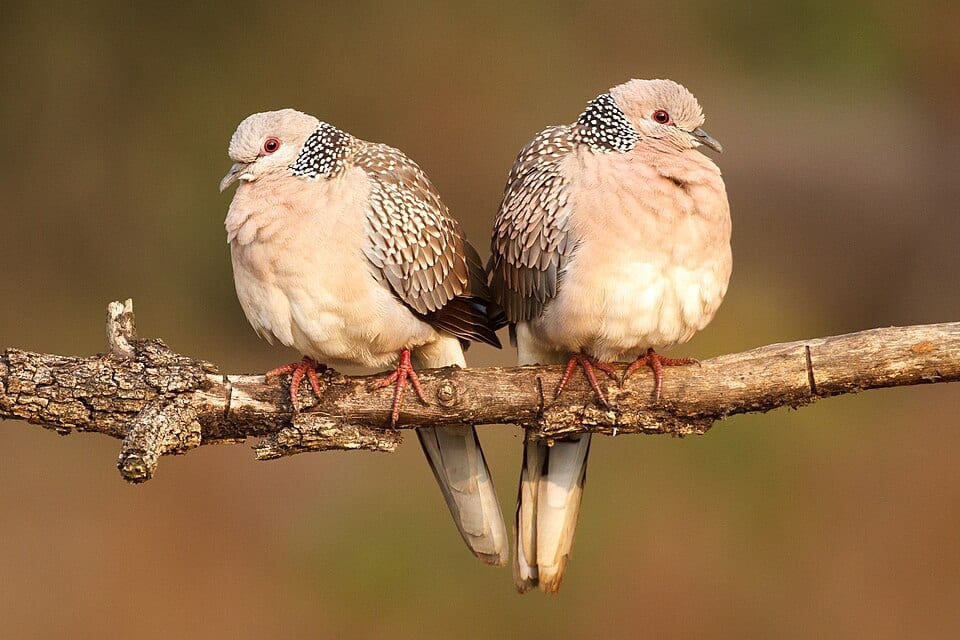 Spotted Dove