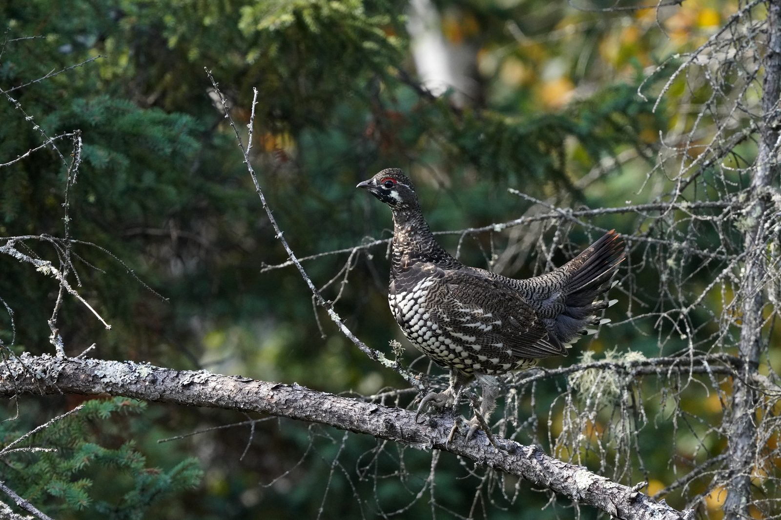 Spruce grouse