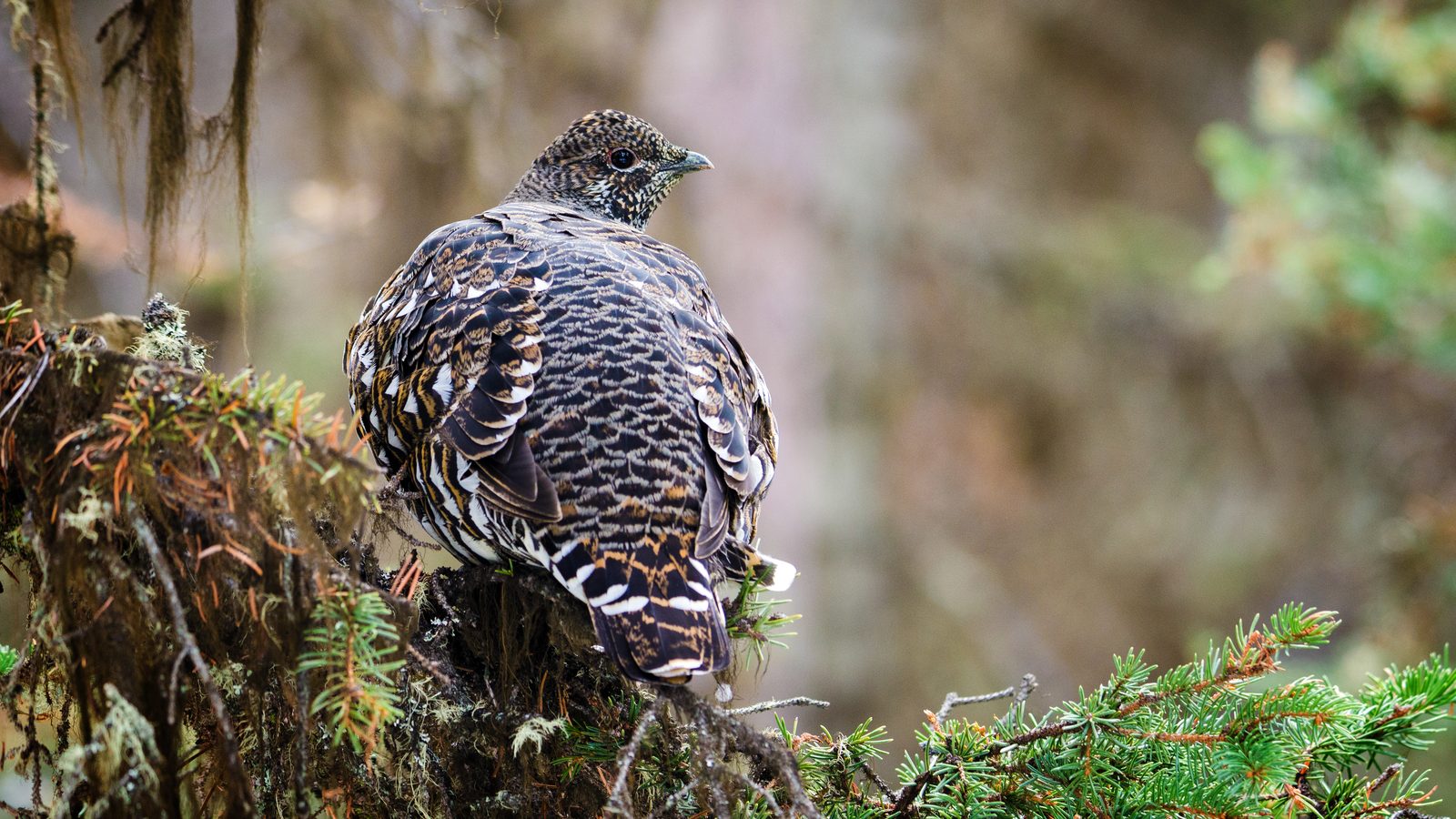 Spruce grouse habitat