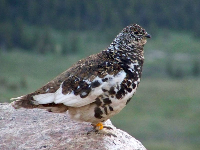 White-tailed ptarmigan