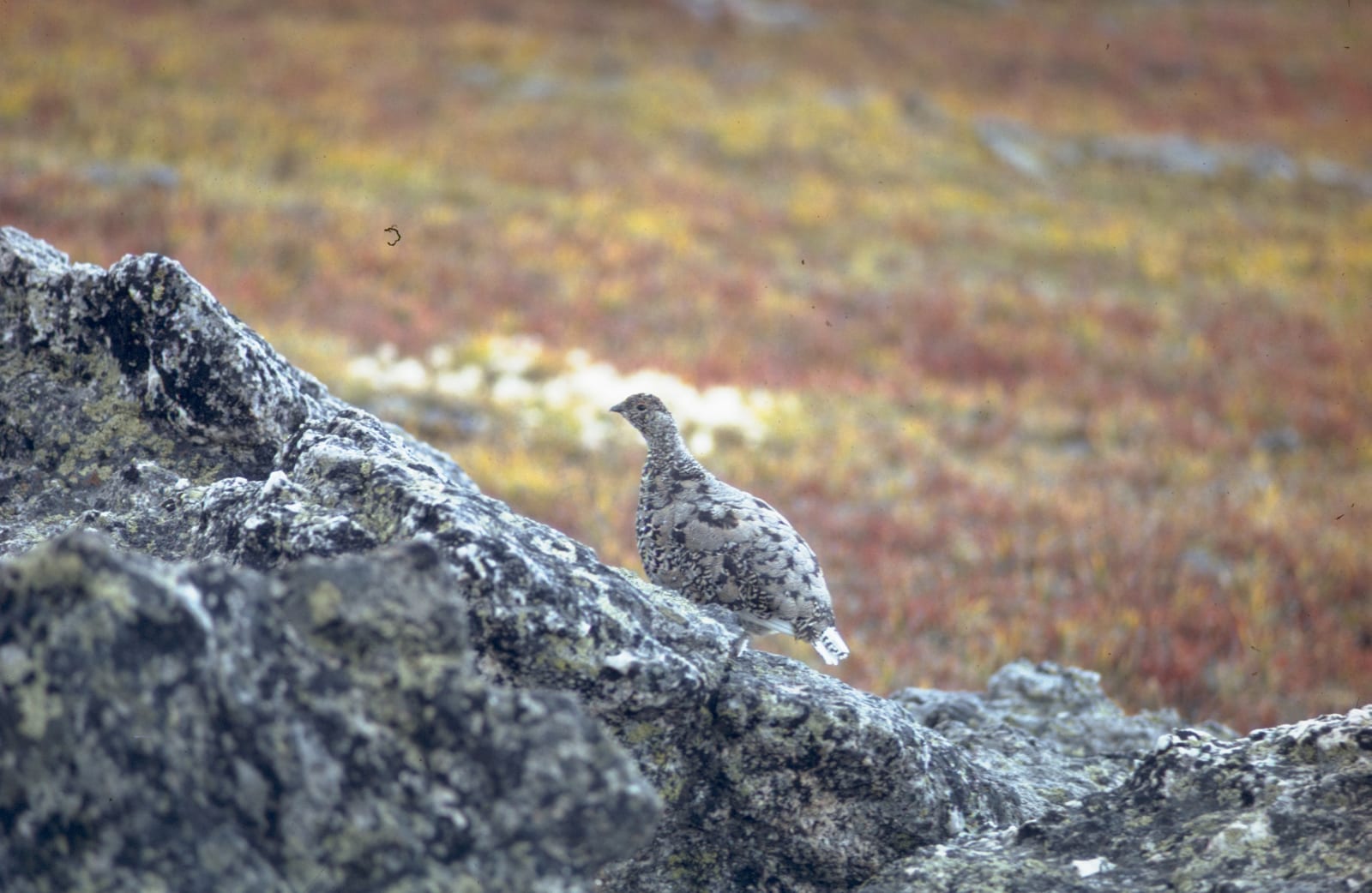 White-tailed ptarmigan habitat