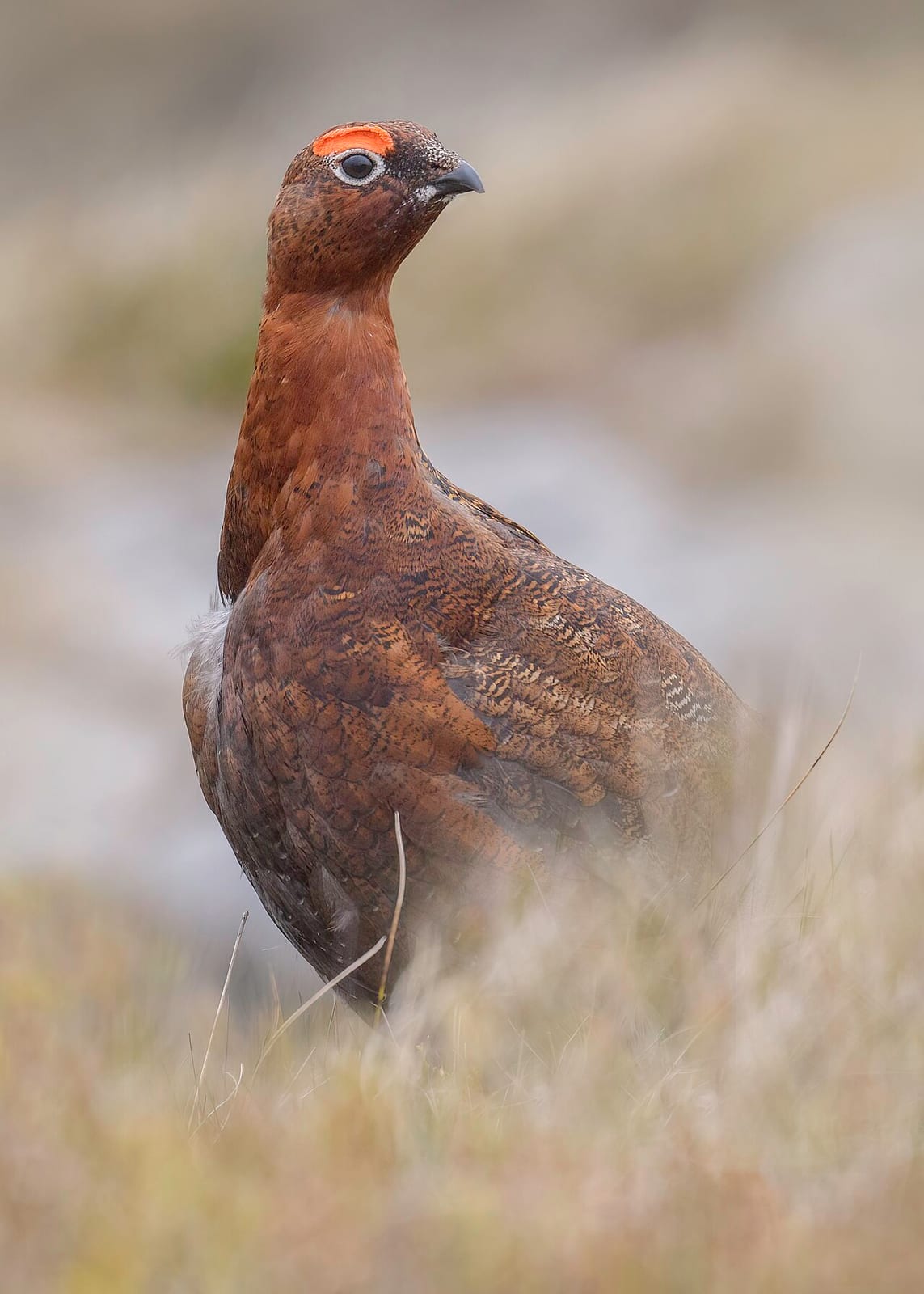 Willow ptarmigan